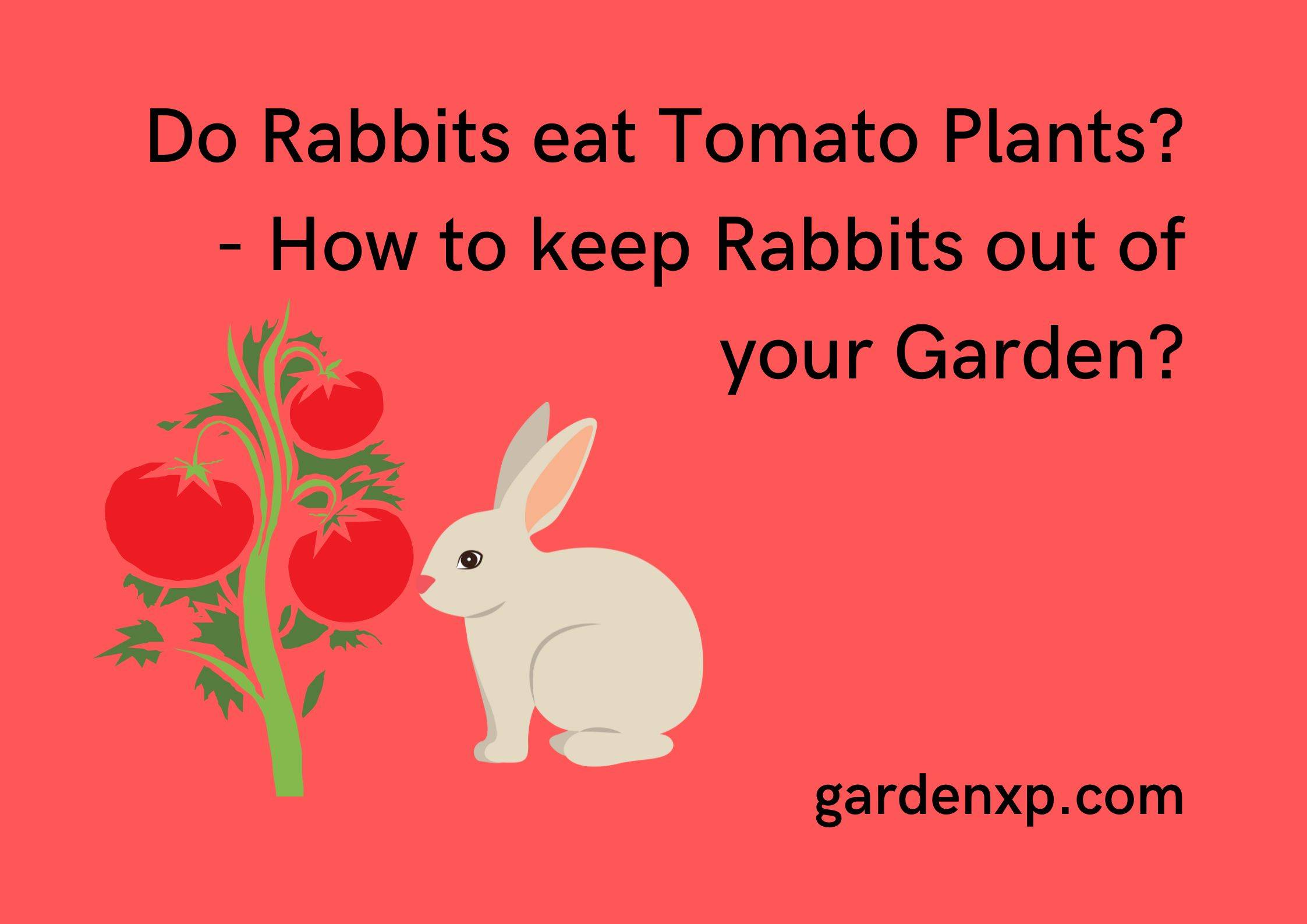 Do Rabbits eat Tomato Plants? - How to keep Rabbits out of your Garden?