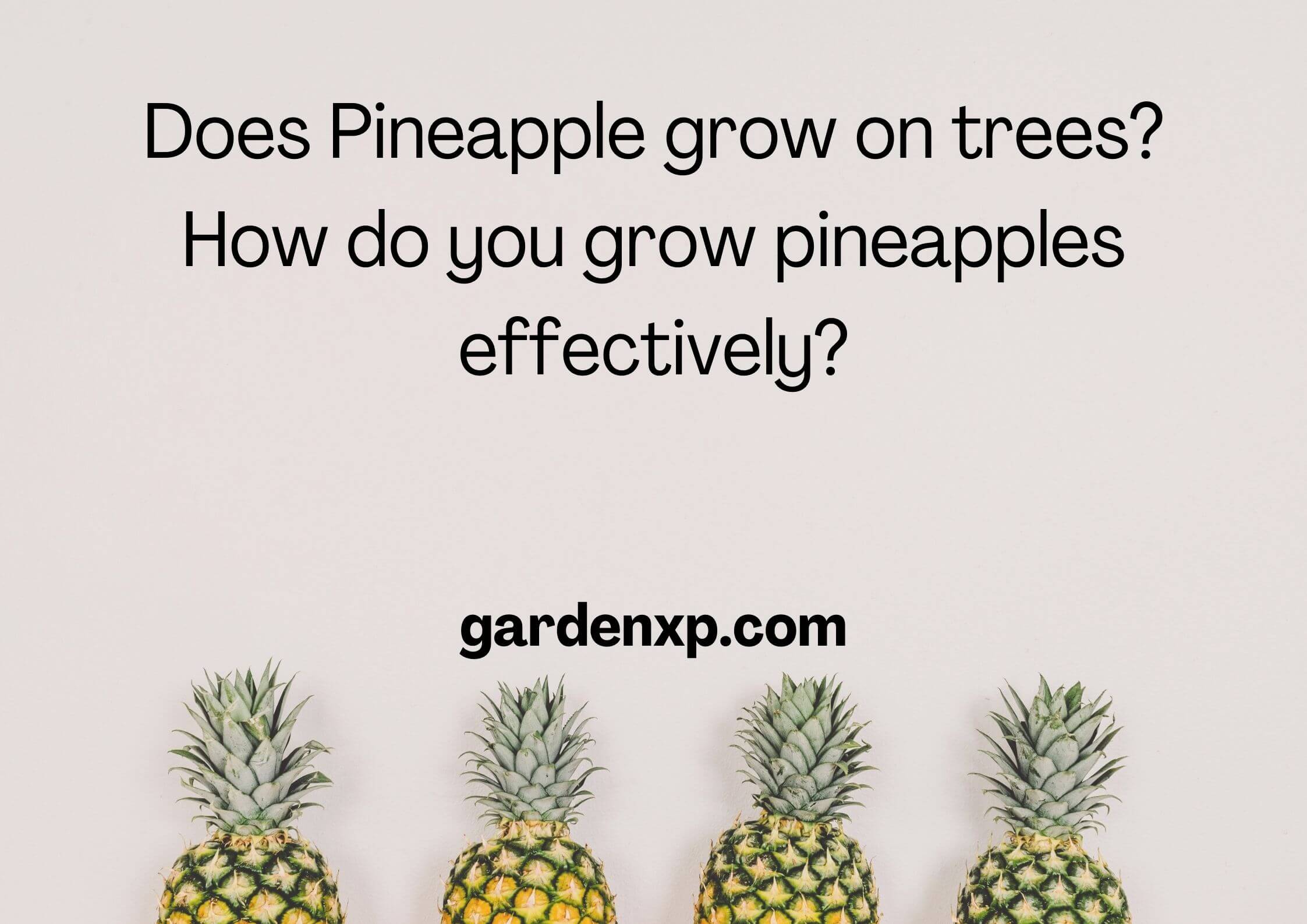 What do Pineapples Grow on? Do Pineapples grow on trees? How do you grow pineapples effectively?