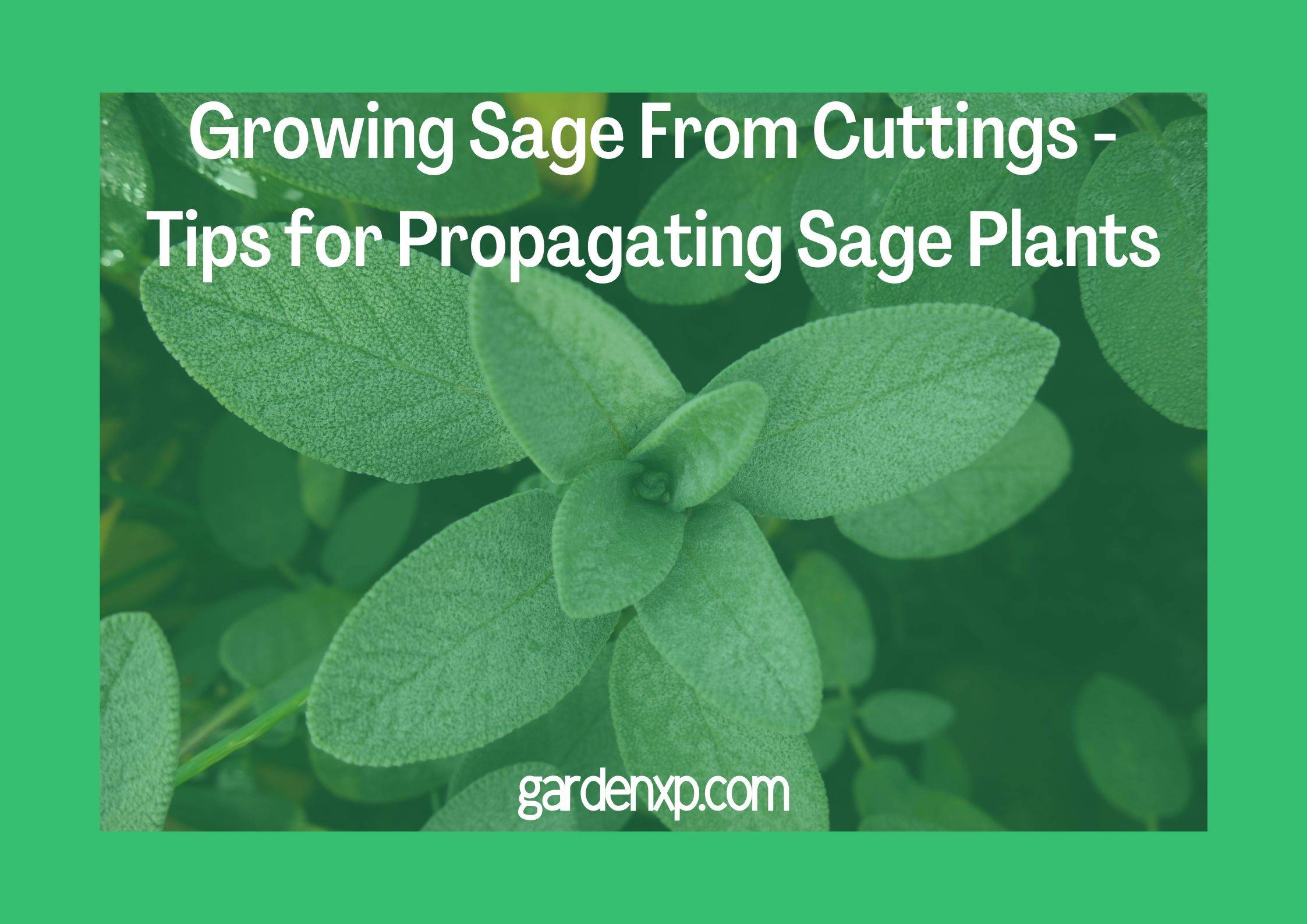 Growing Sage From Cuttings - Tips for Propagating Sage Plants