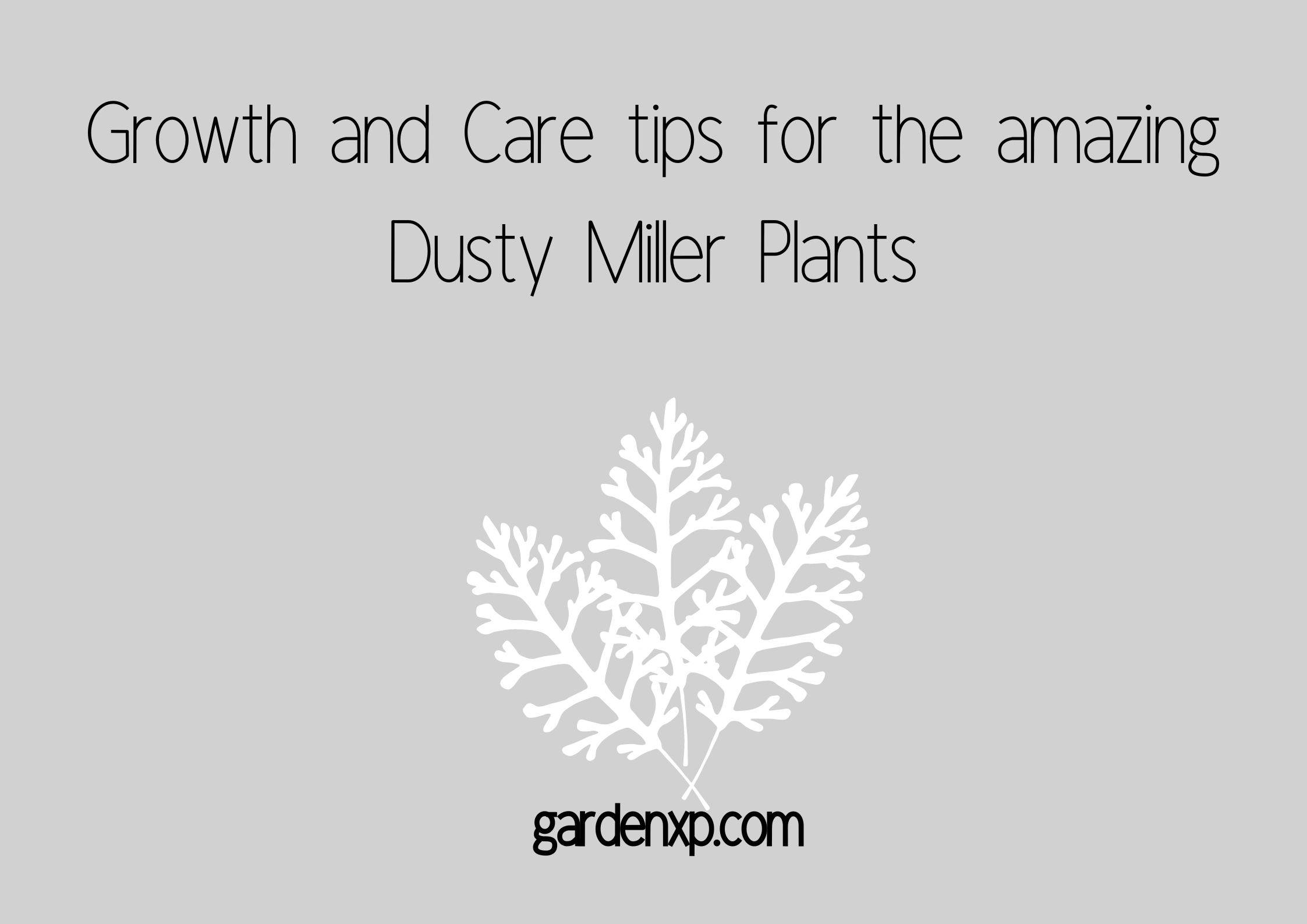 Dusty Miller Plants - Tips For Dusty Miller Care