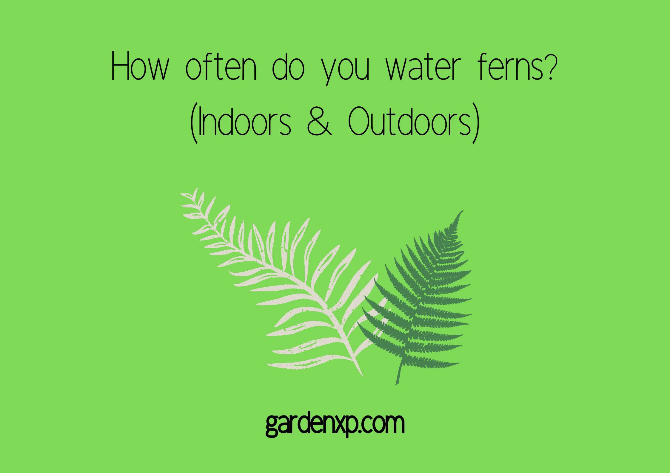 How often do you water ferns? (Indoors & Outdoors)