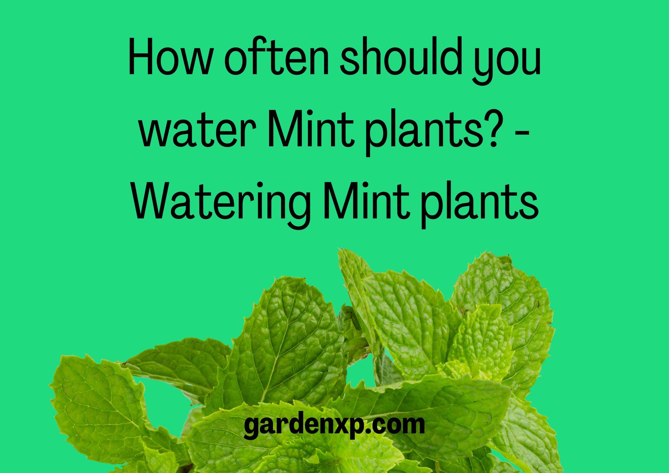 How often should you water Mint plants? - Watering Mint plants