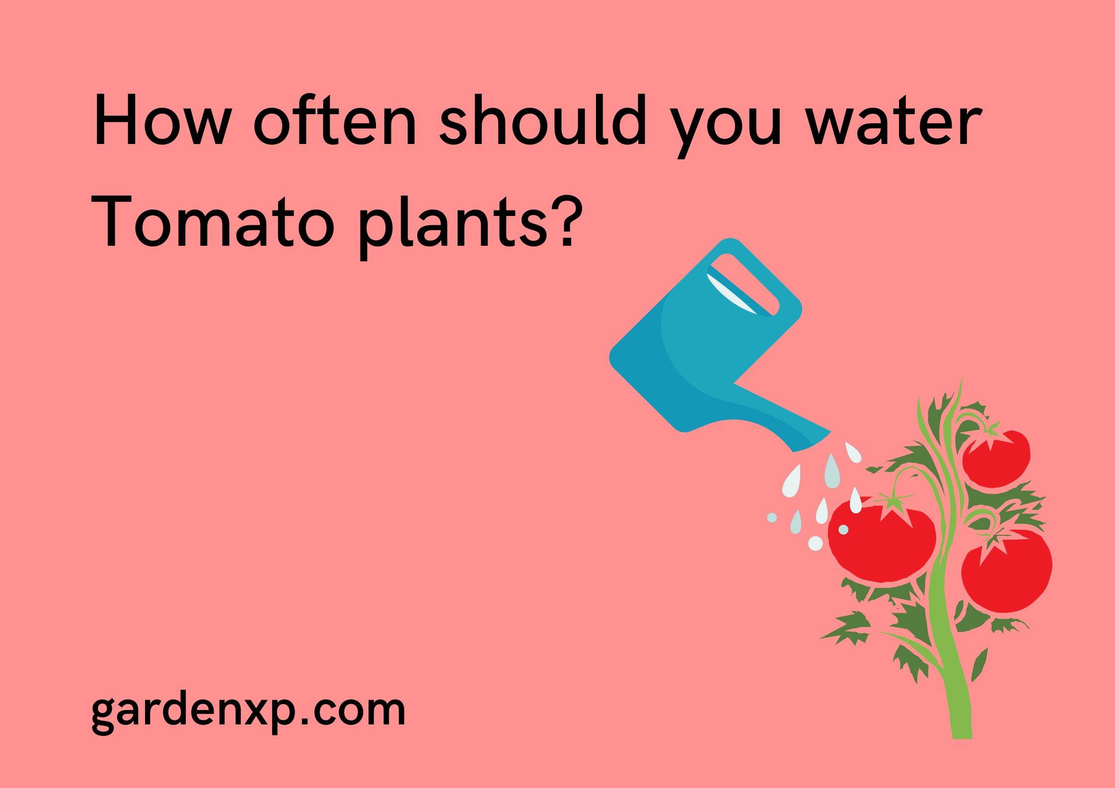 How often should you water Tomato plants?
