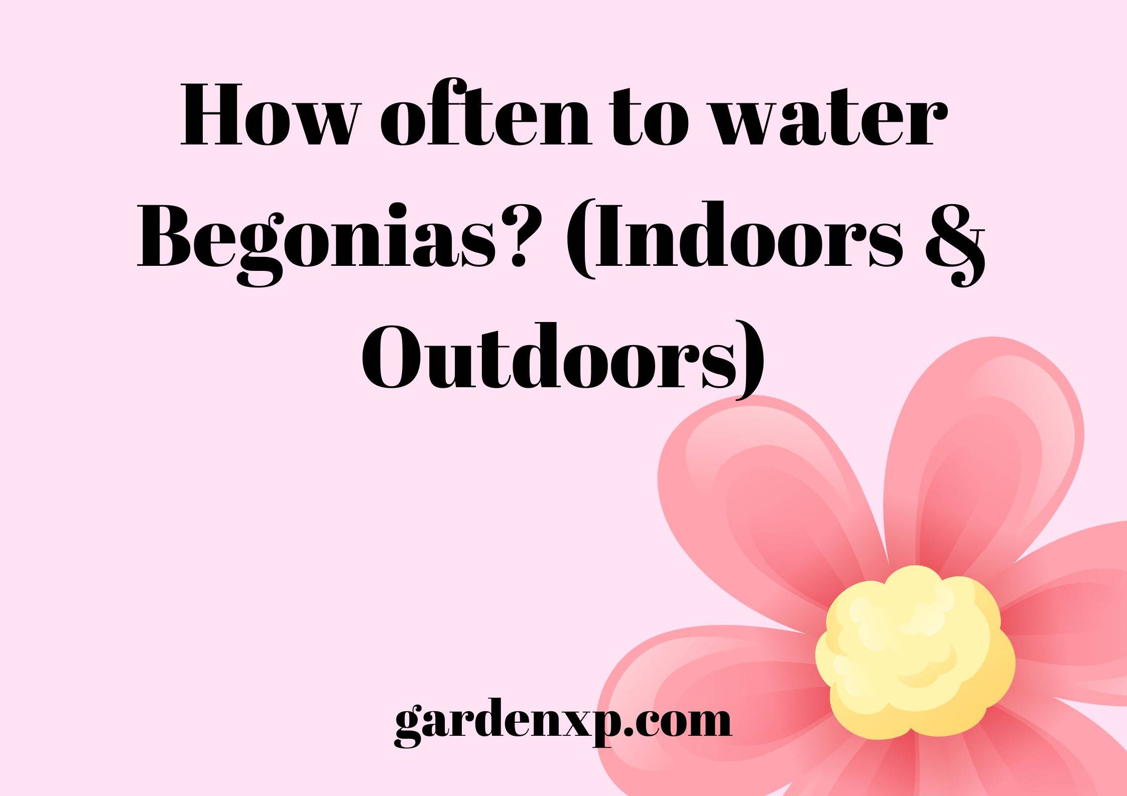 How often to water Begonias? (Indoors & Outdoors)