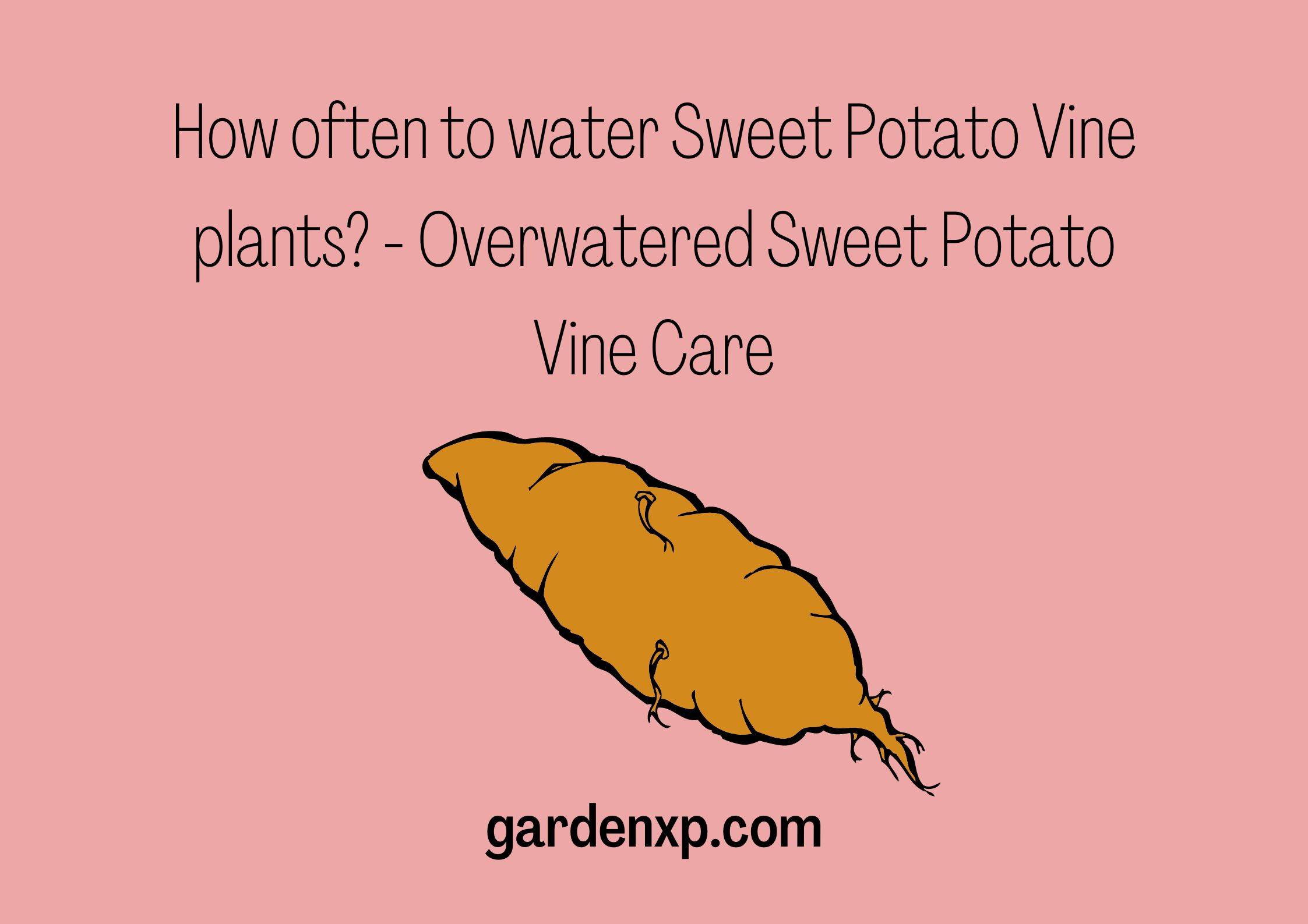 How often to water Sweet Potato Vine plants? - Overwatered Sweet Potato Vine Care
