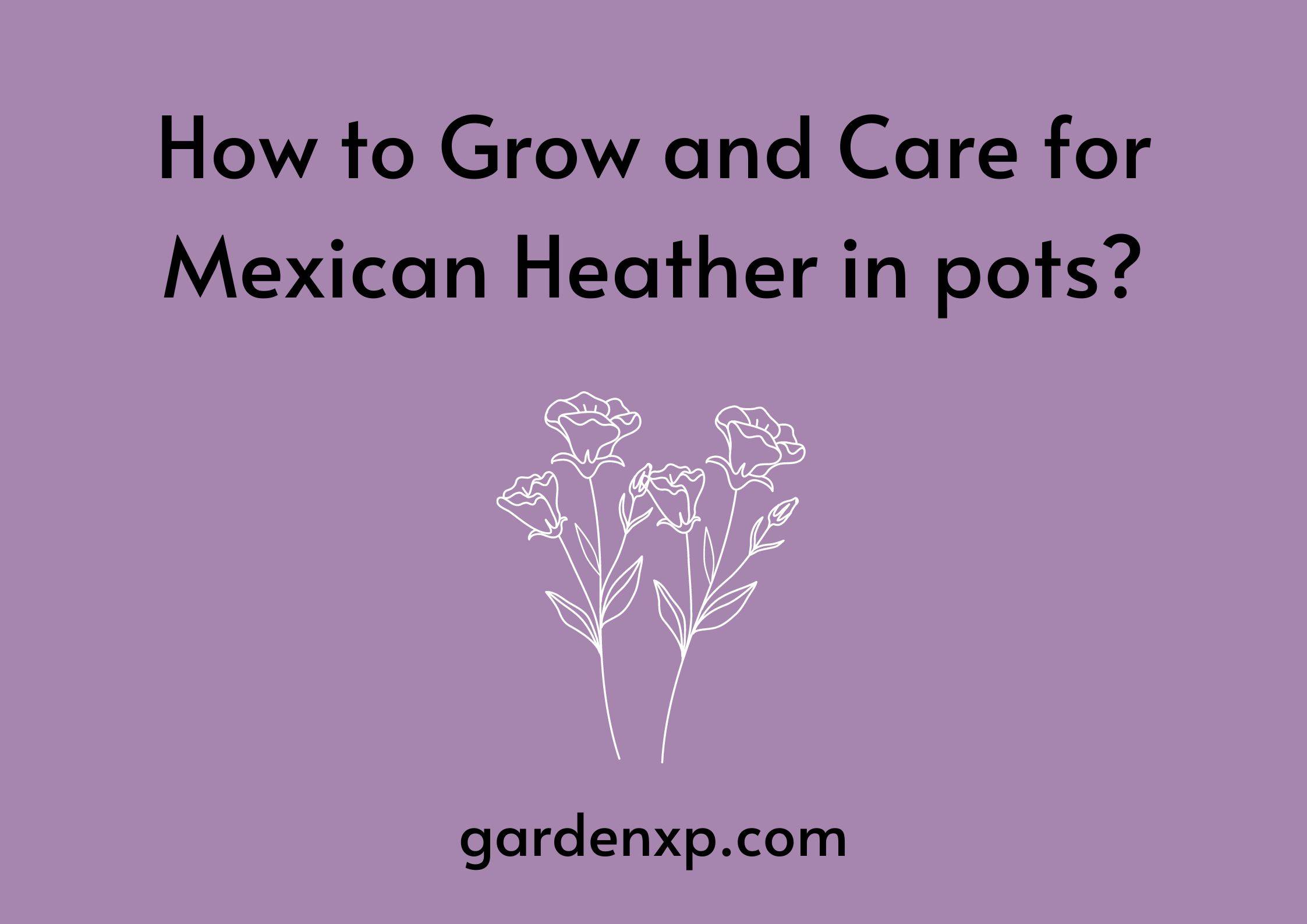 How to Grow and Care for Mexican Heather in pots?