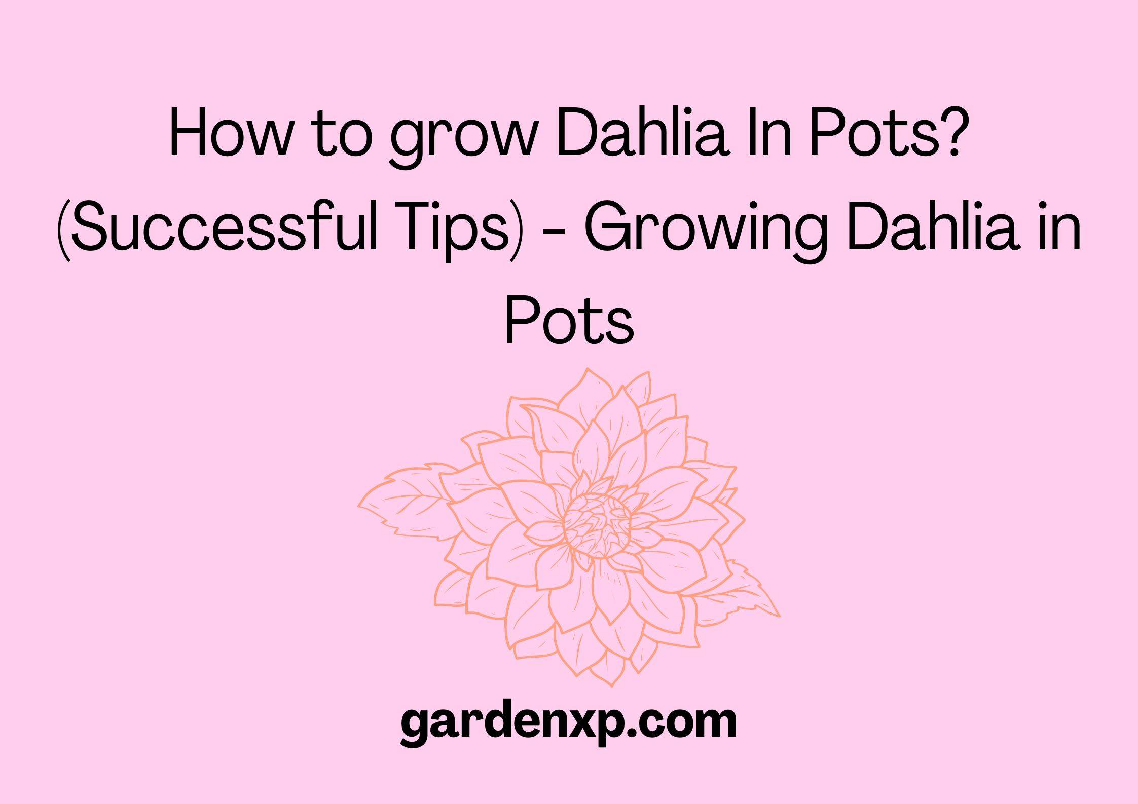 How to Grow Dahlias In Pots? (Successful Secret Tips)