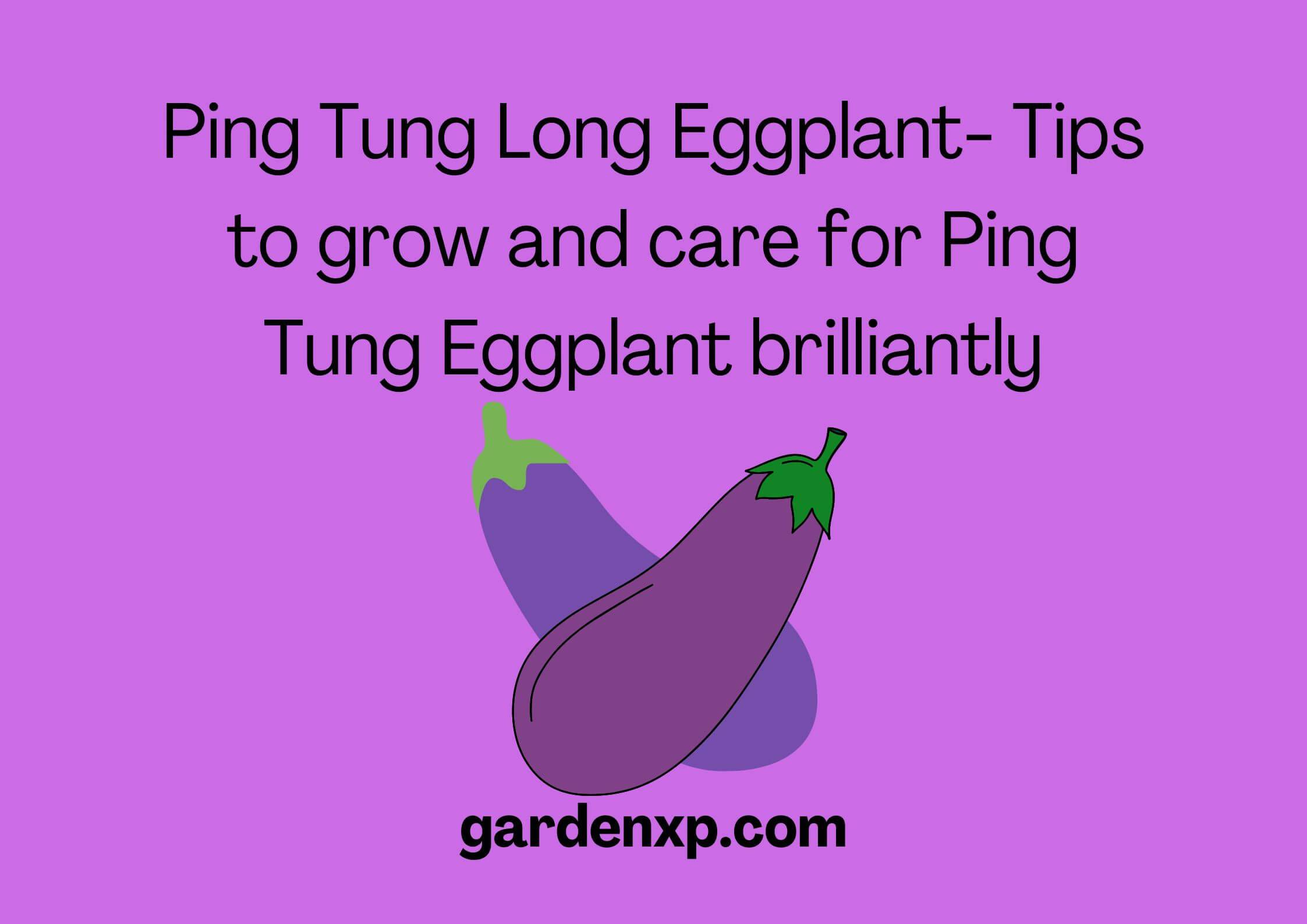 Ping Tung Egg Plant - How to grow and care for Ping Tung Egg Plant?