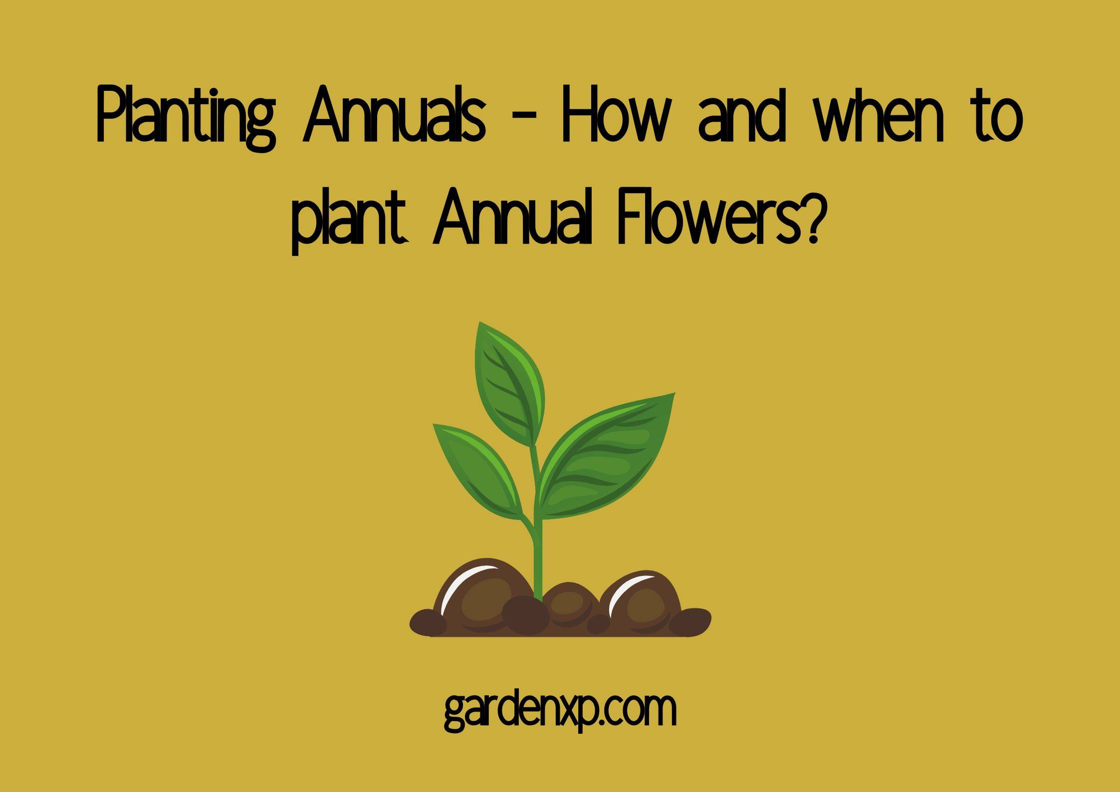 Planting Annuals - How and when to plant Annual Flowers?