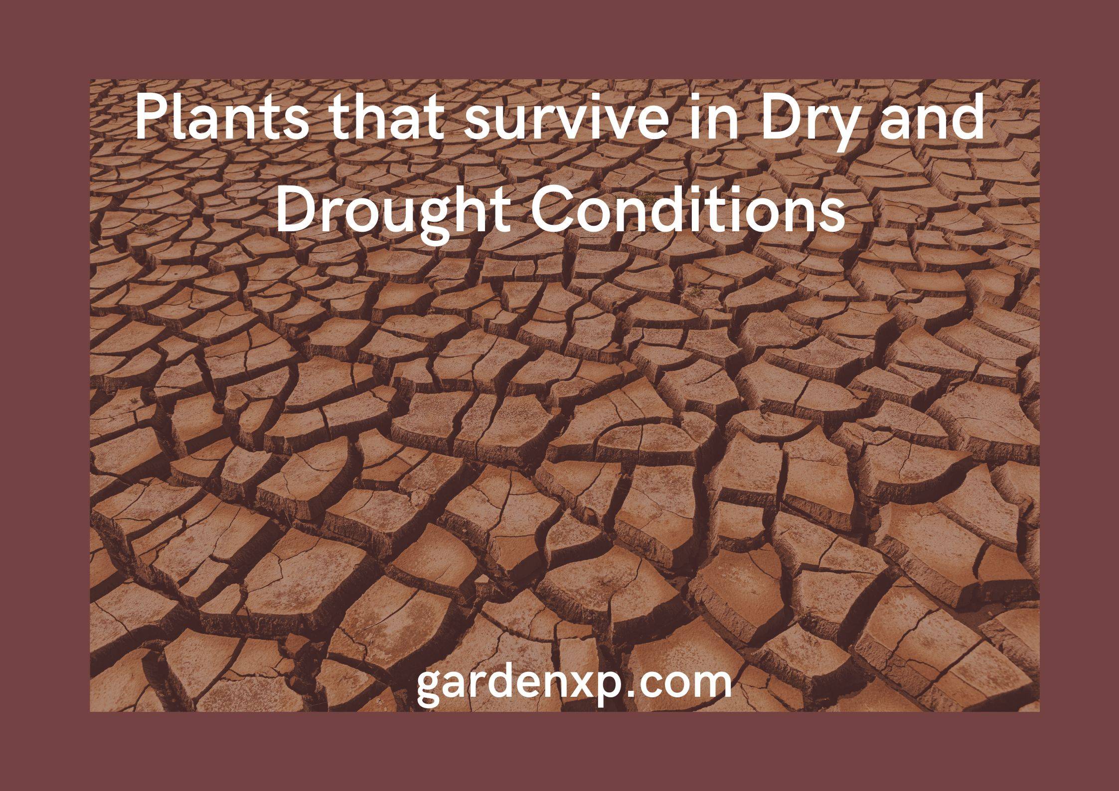 15 Best Drought Tolerant Plants that can handle Driest Weather Conditions