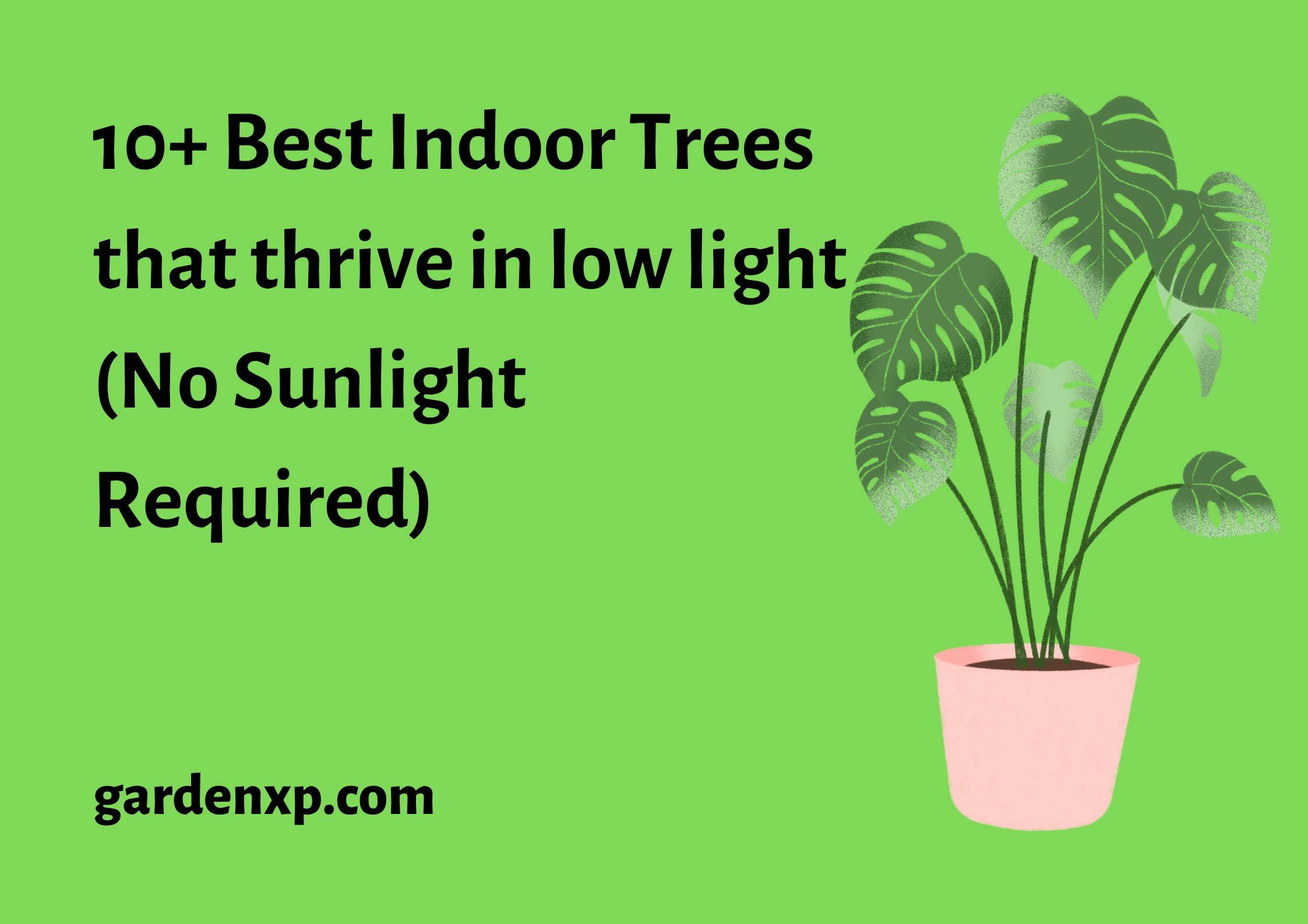 10+ Best Indoor Trees that thrive in low light (No Sunlight Required)