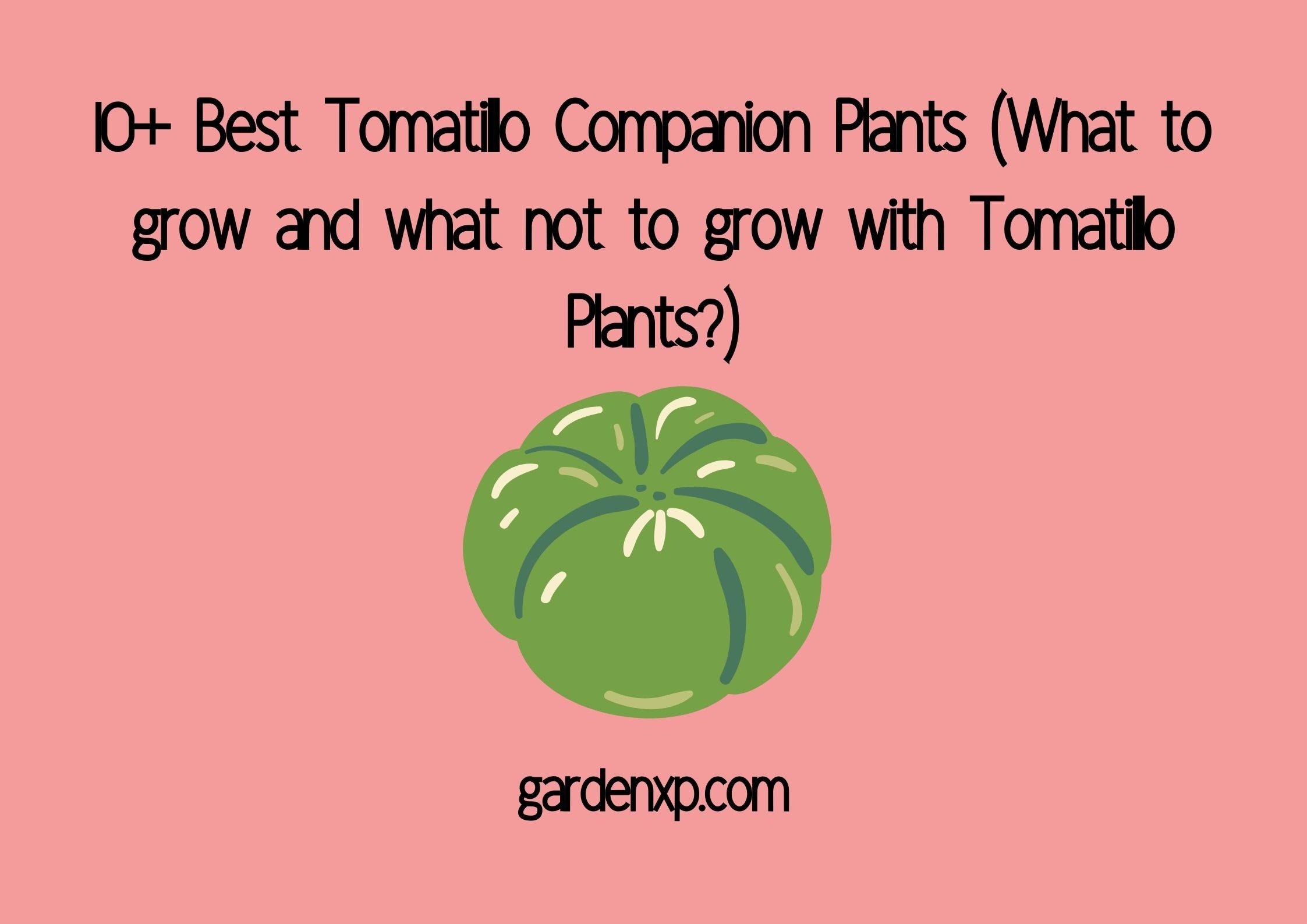 10+ Best Tomatillo Companion Plants (What to grow and what not to grow with Tomatillo Plants?)
