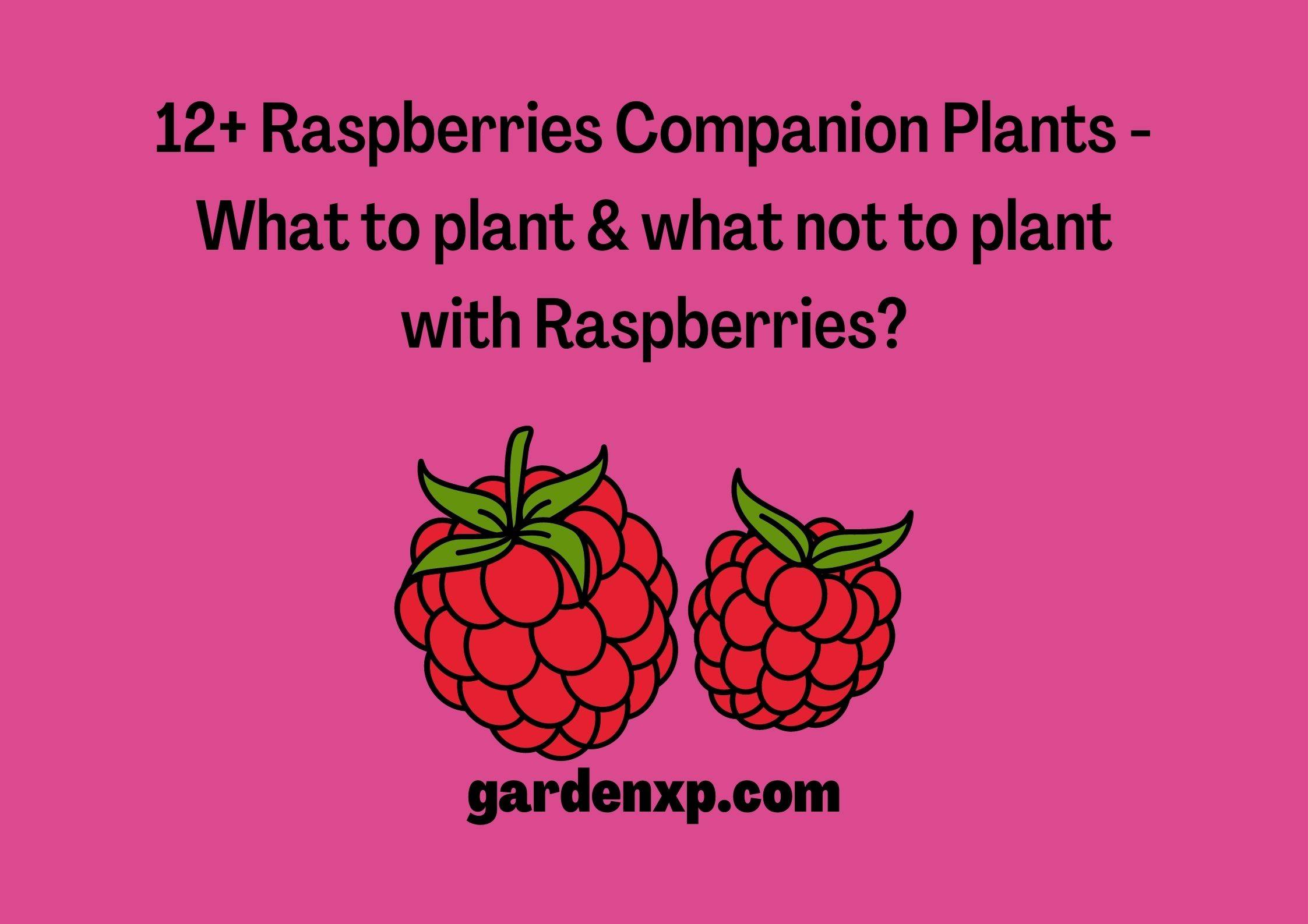 12+ Raspberries Companion Plants - What to plant & what not to plant with Raspberries?