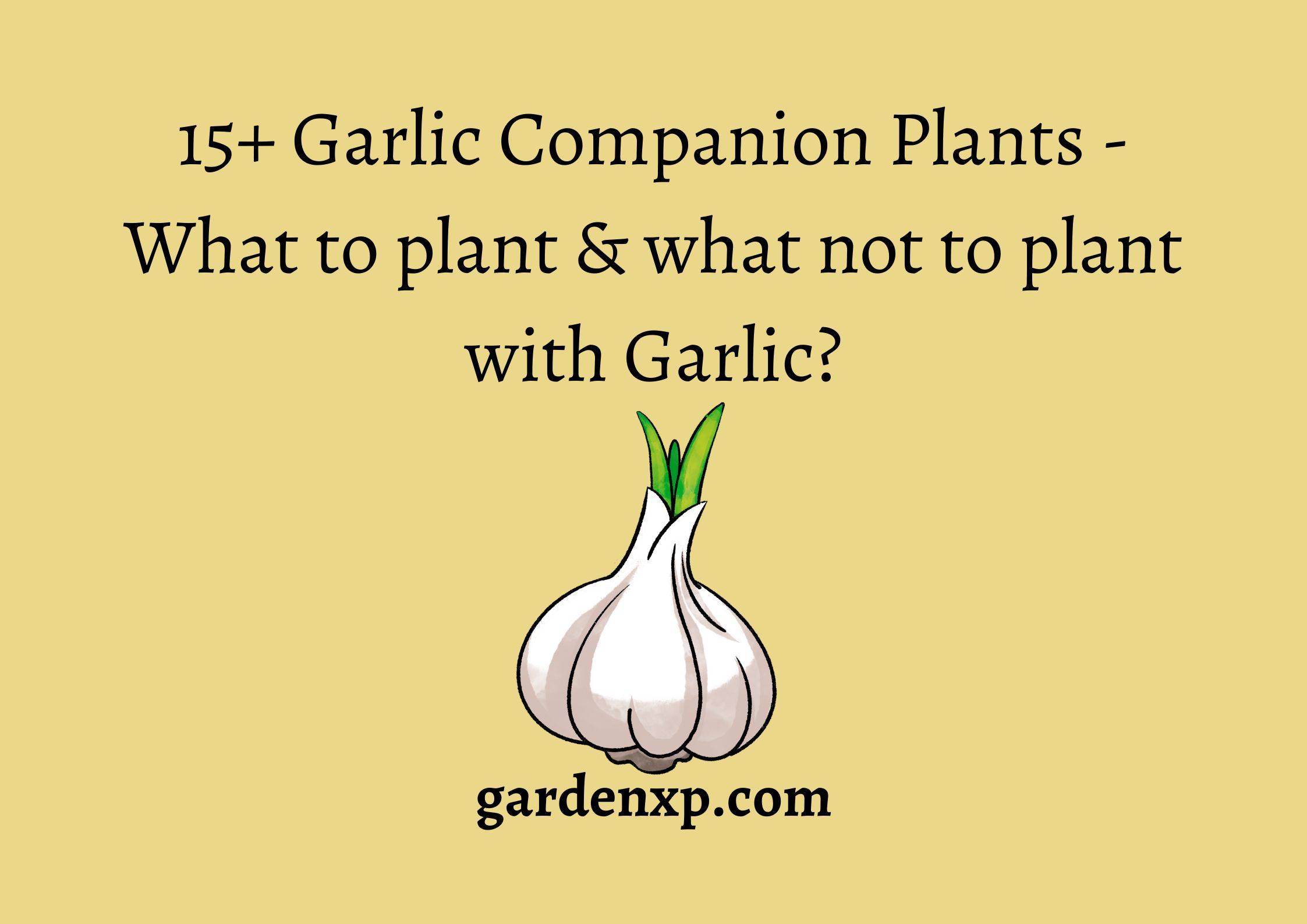 15+ Garlic Companion Plants - What to plant & what not to plant with Garlic?