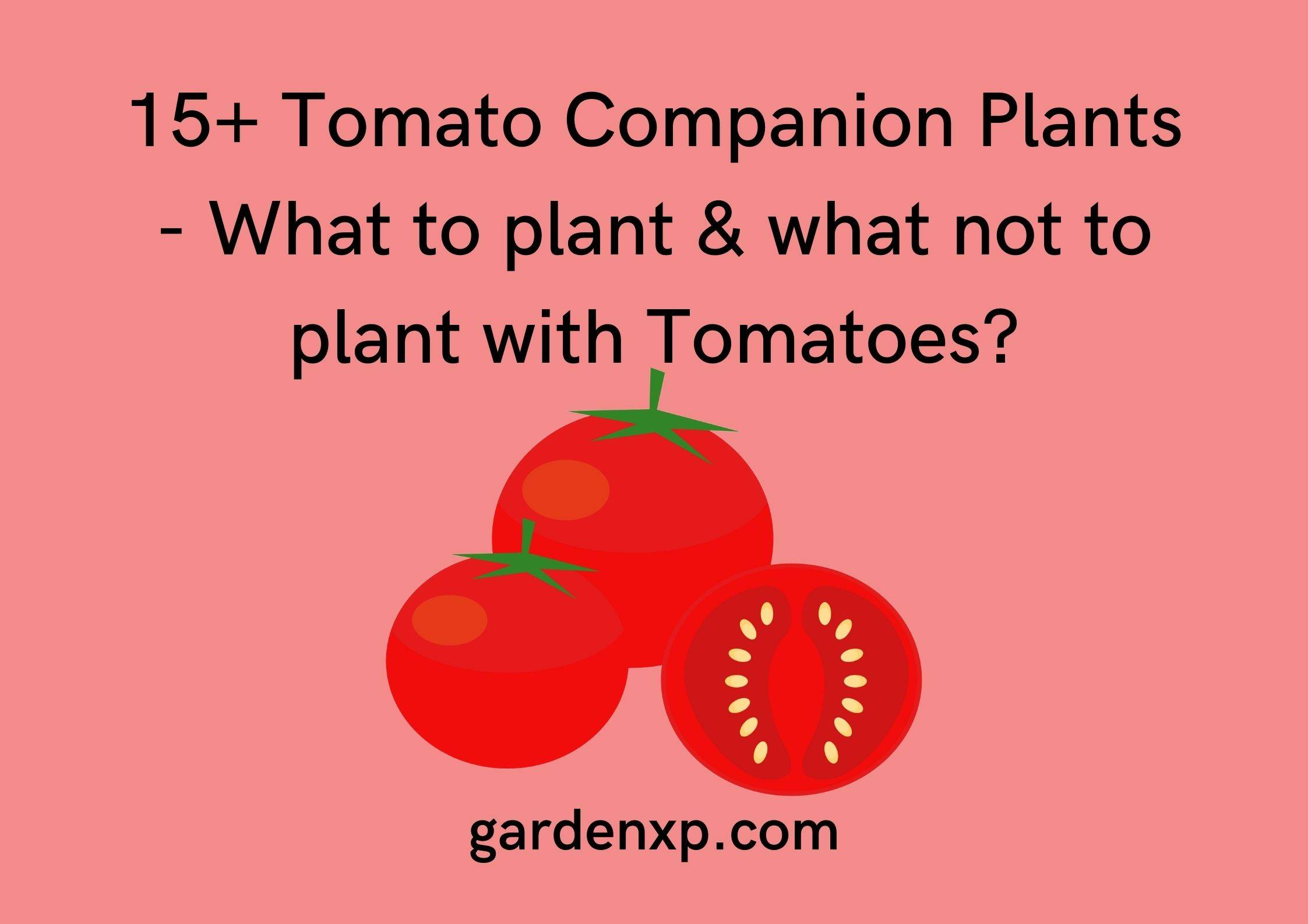 15+ Tomato Companion Plants - What to plant & what not to plant with Tomatoes?