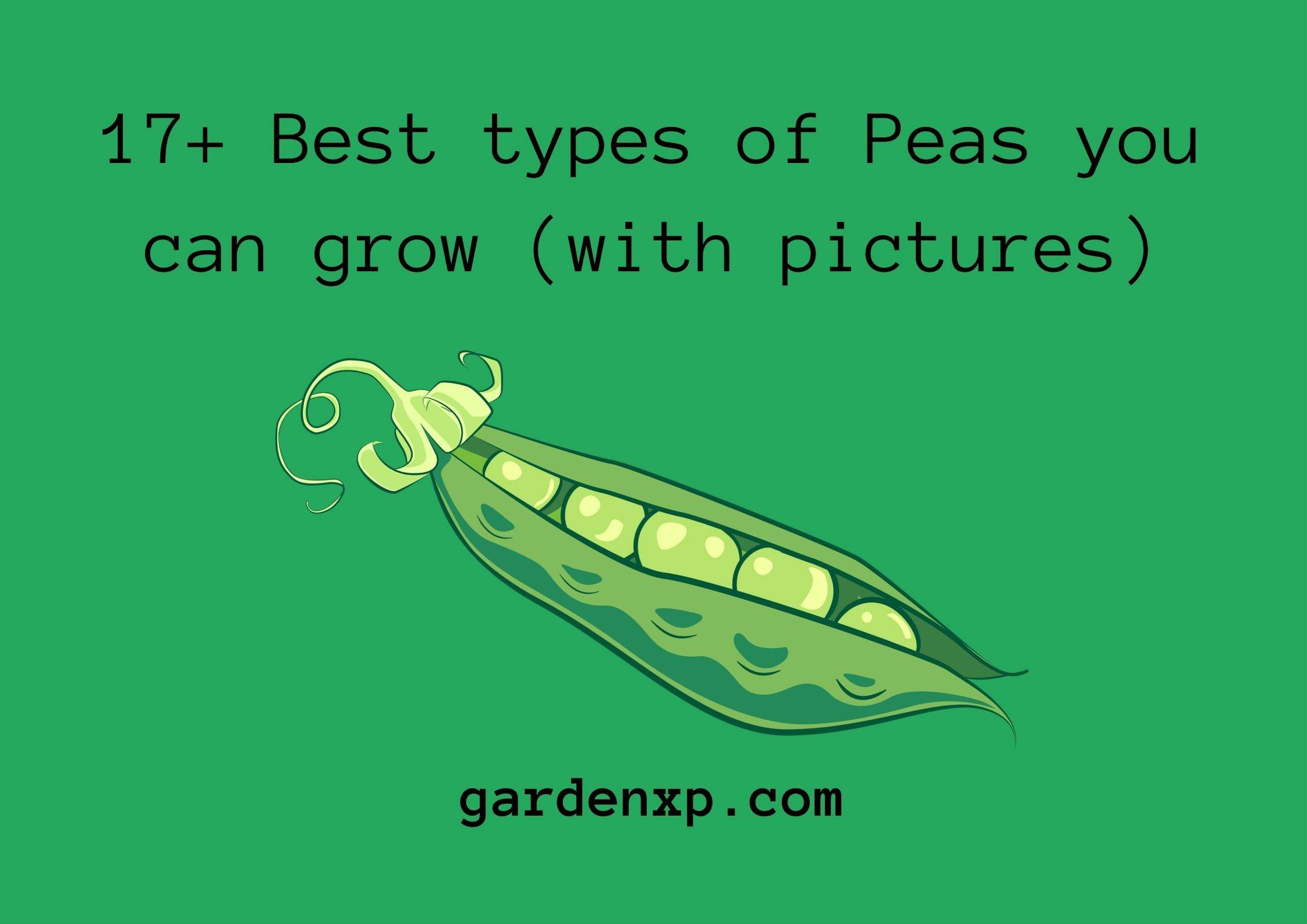 17+ Best types of Peas you can grow (with pictures)