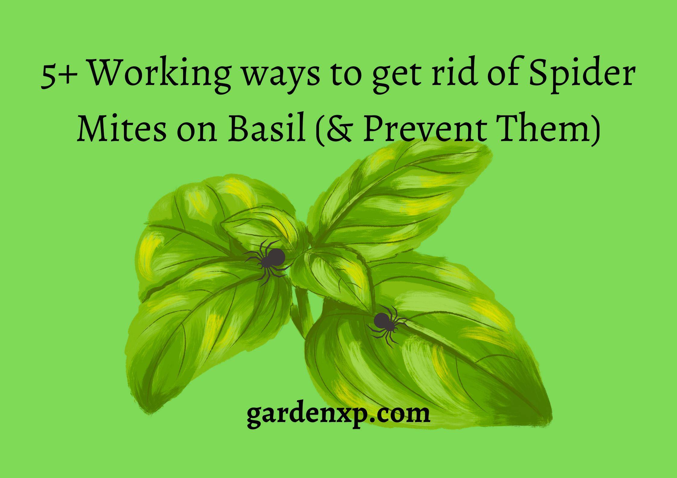 5+ Working ways to get rid of Spider Mites on Basil (& Prevent Them)