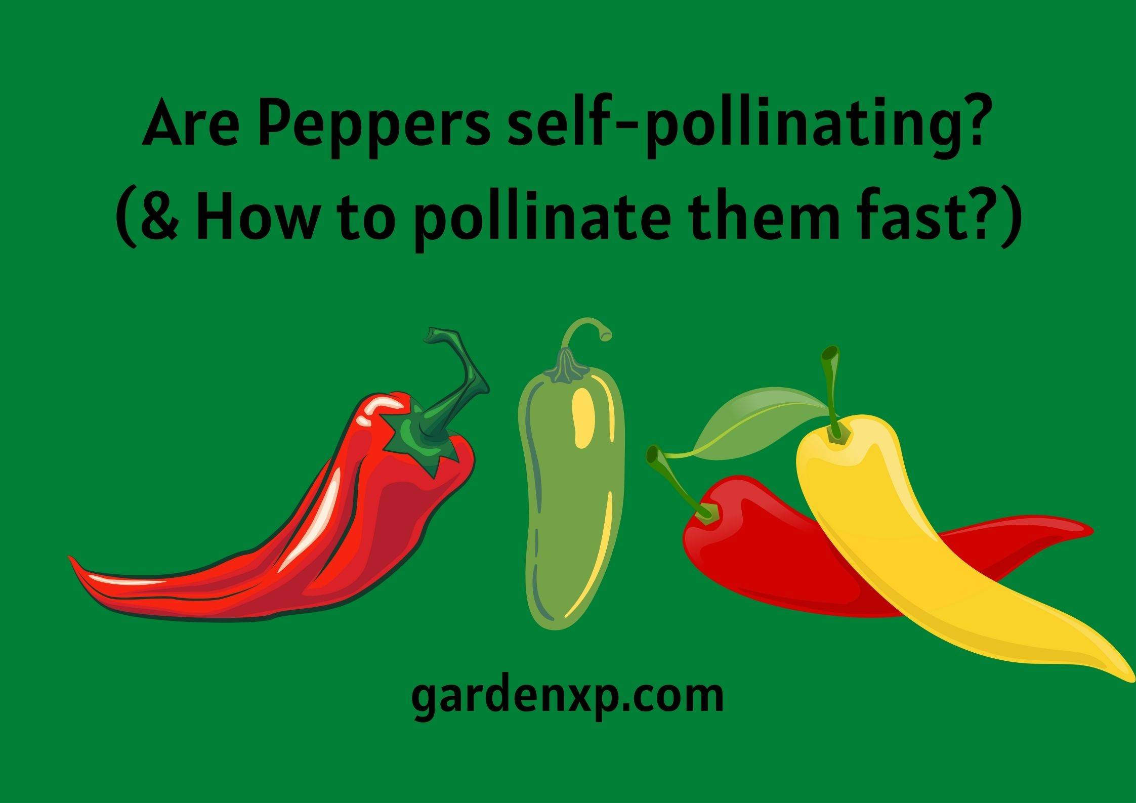 Are Peppers self-pollinating? (& How to pollinate them fast?)