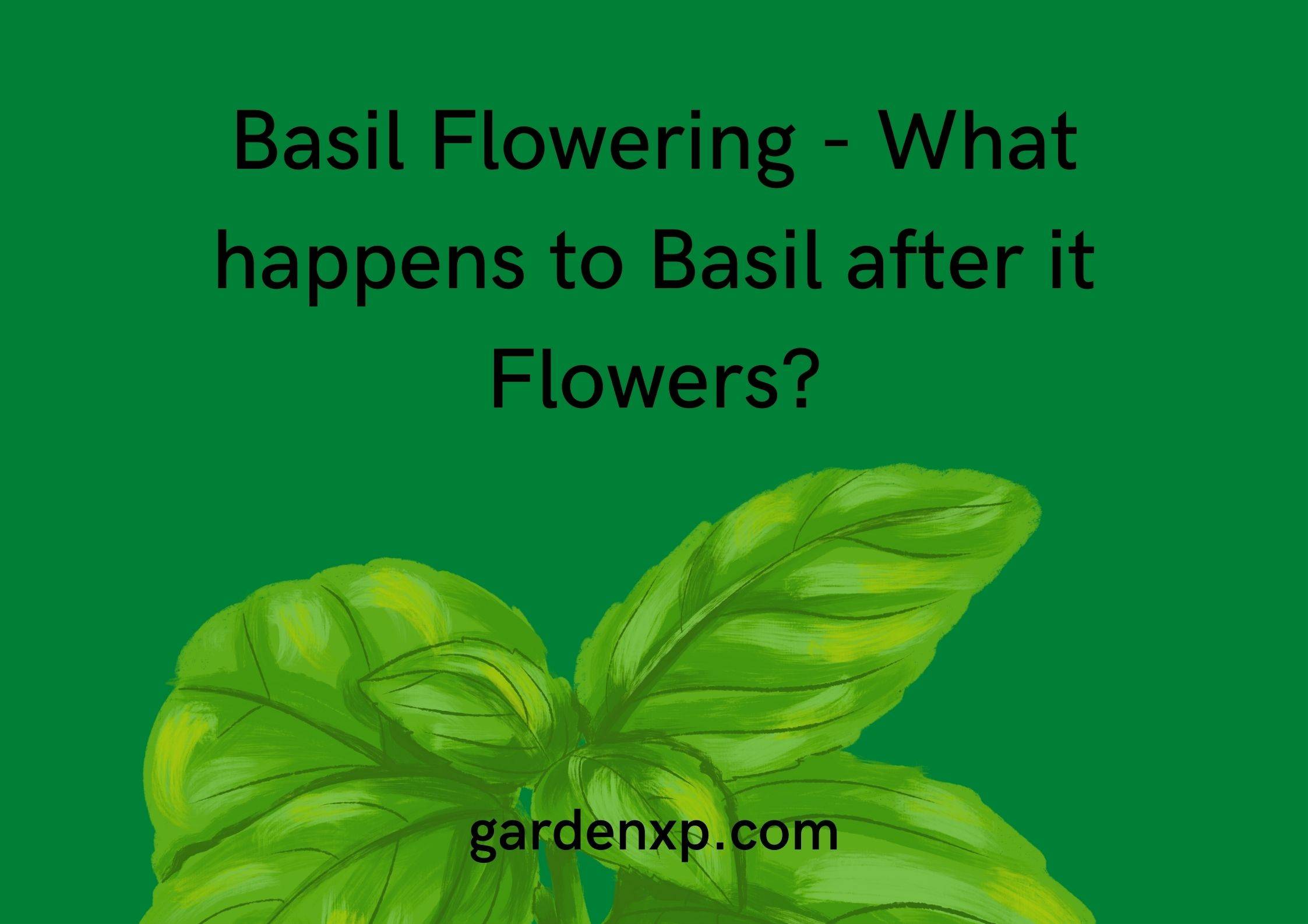 Basil Flowering - What happens to Basil after it Flowers?