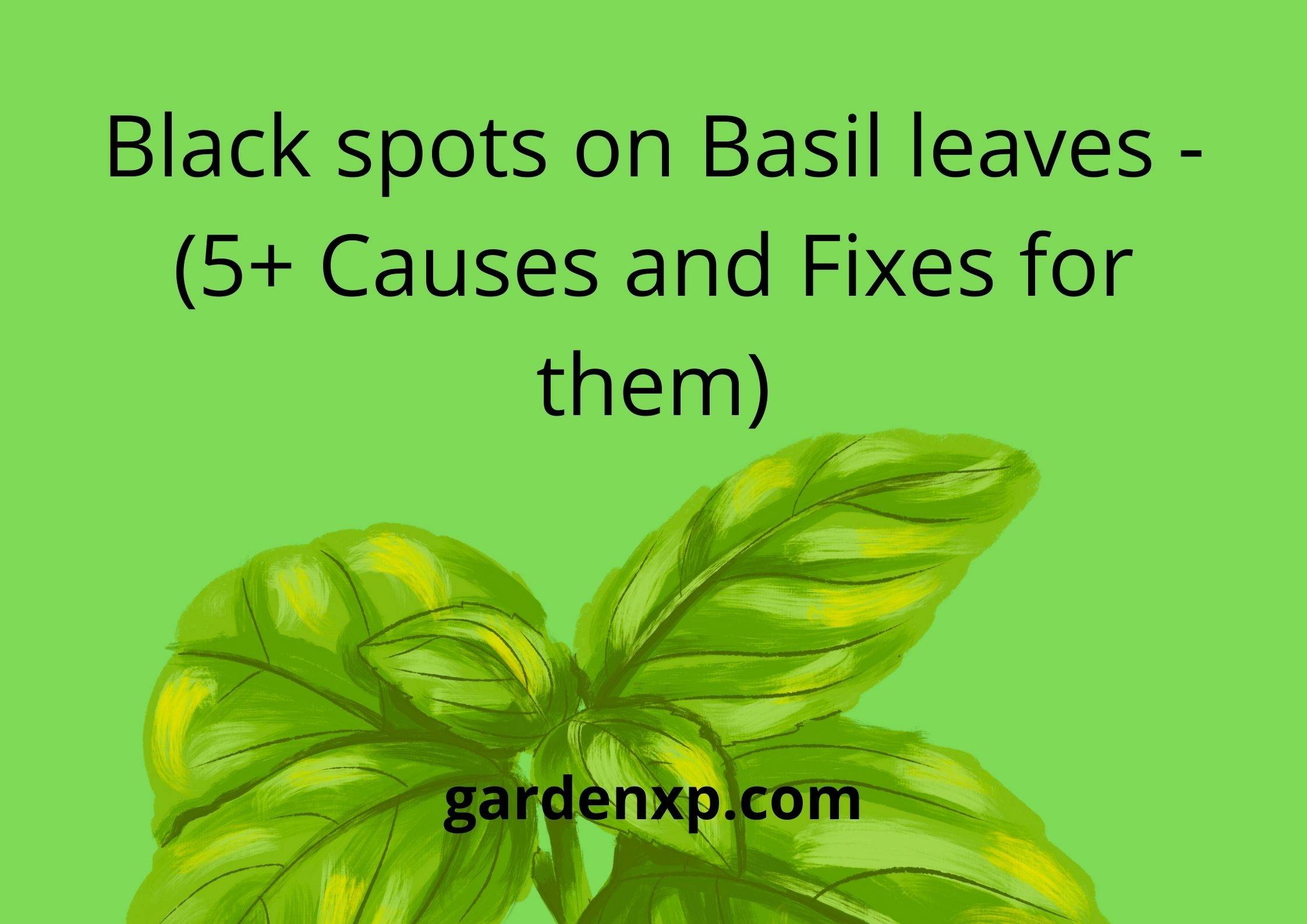 Black spots on Basil leaves -(5+ Causes and Fixes for them)
