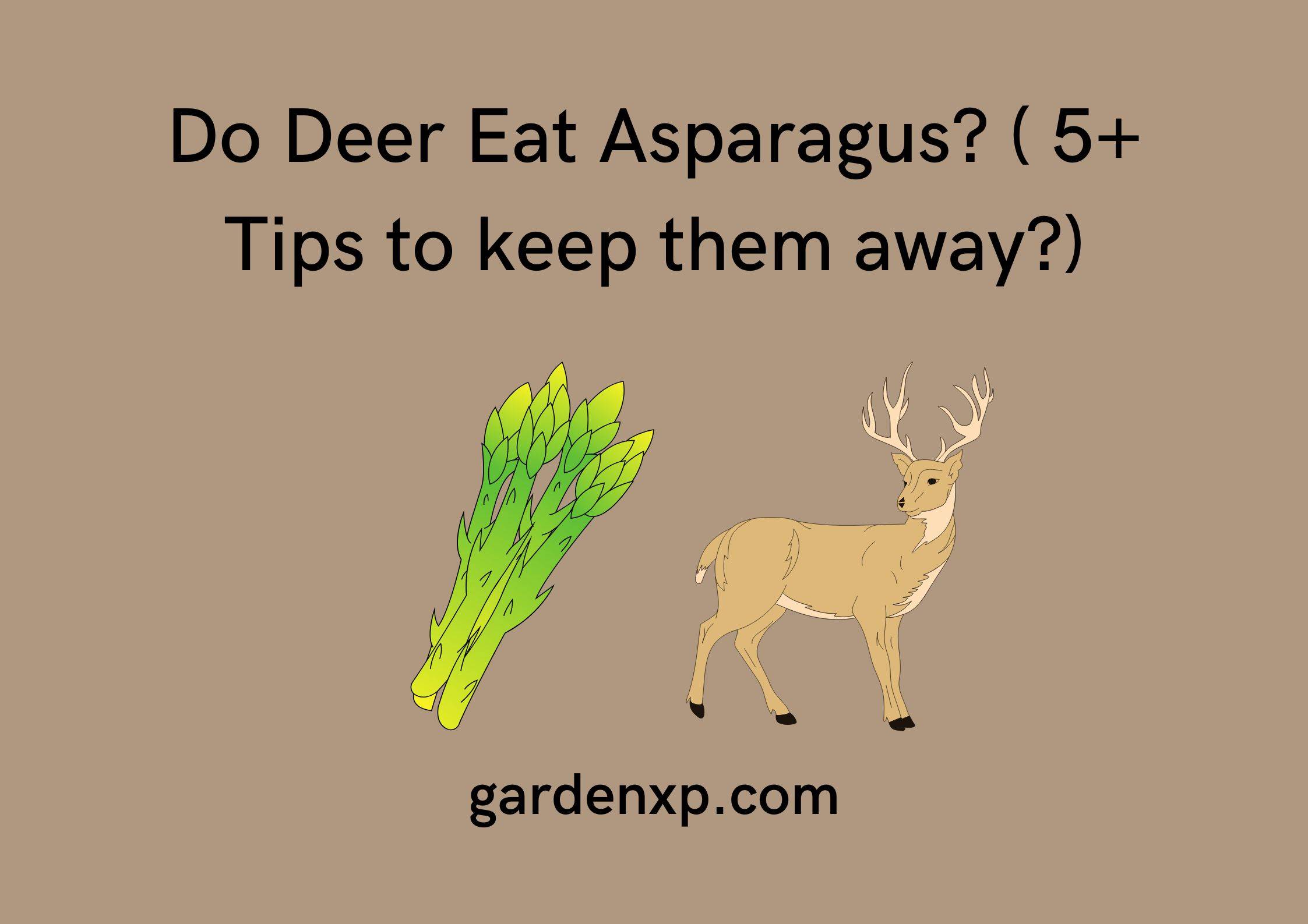Do Deer Eat Asparagus? ( 5+ Tips to keep them away?)