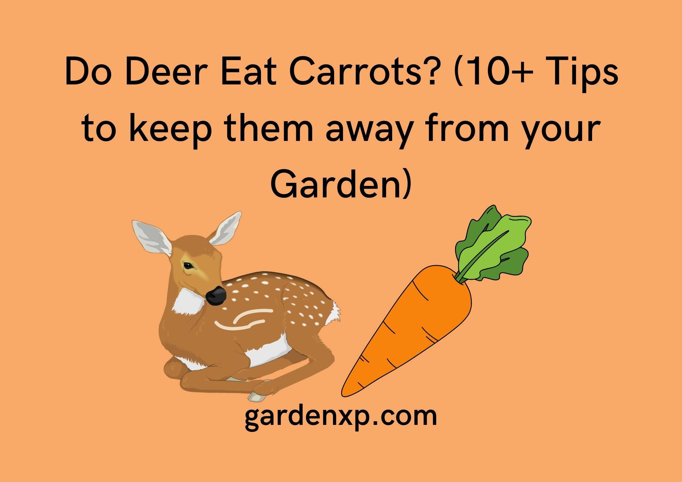 Do Deer Eat Carrots? (10+ Tips to keep them away from your Garden)