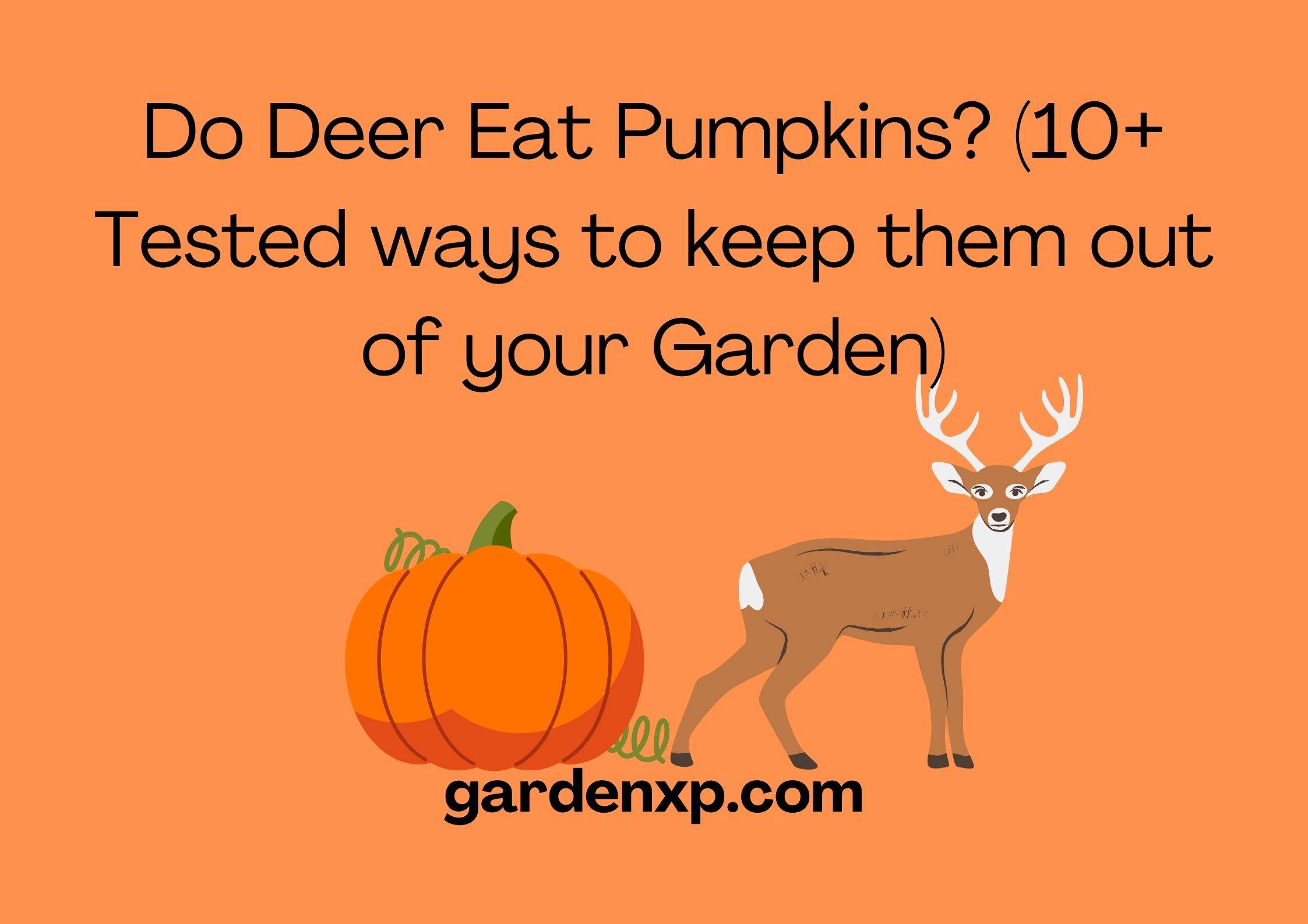 Do Deer Eat Pumpkins? (10+ Tested ways to keep them out of your Garden)