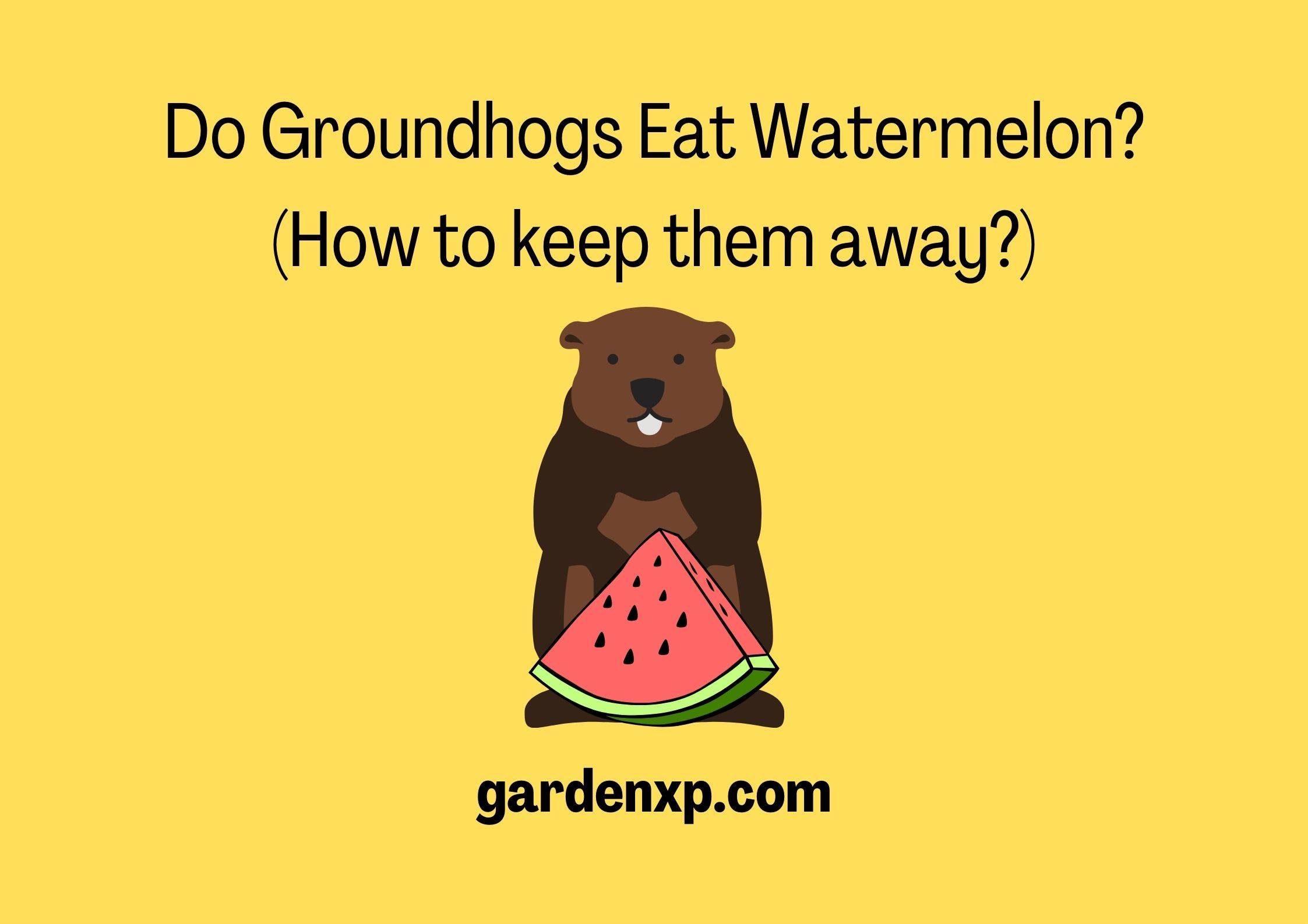 Do Groundhogs Eat Watermelon? (How to keep them away?)