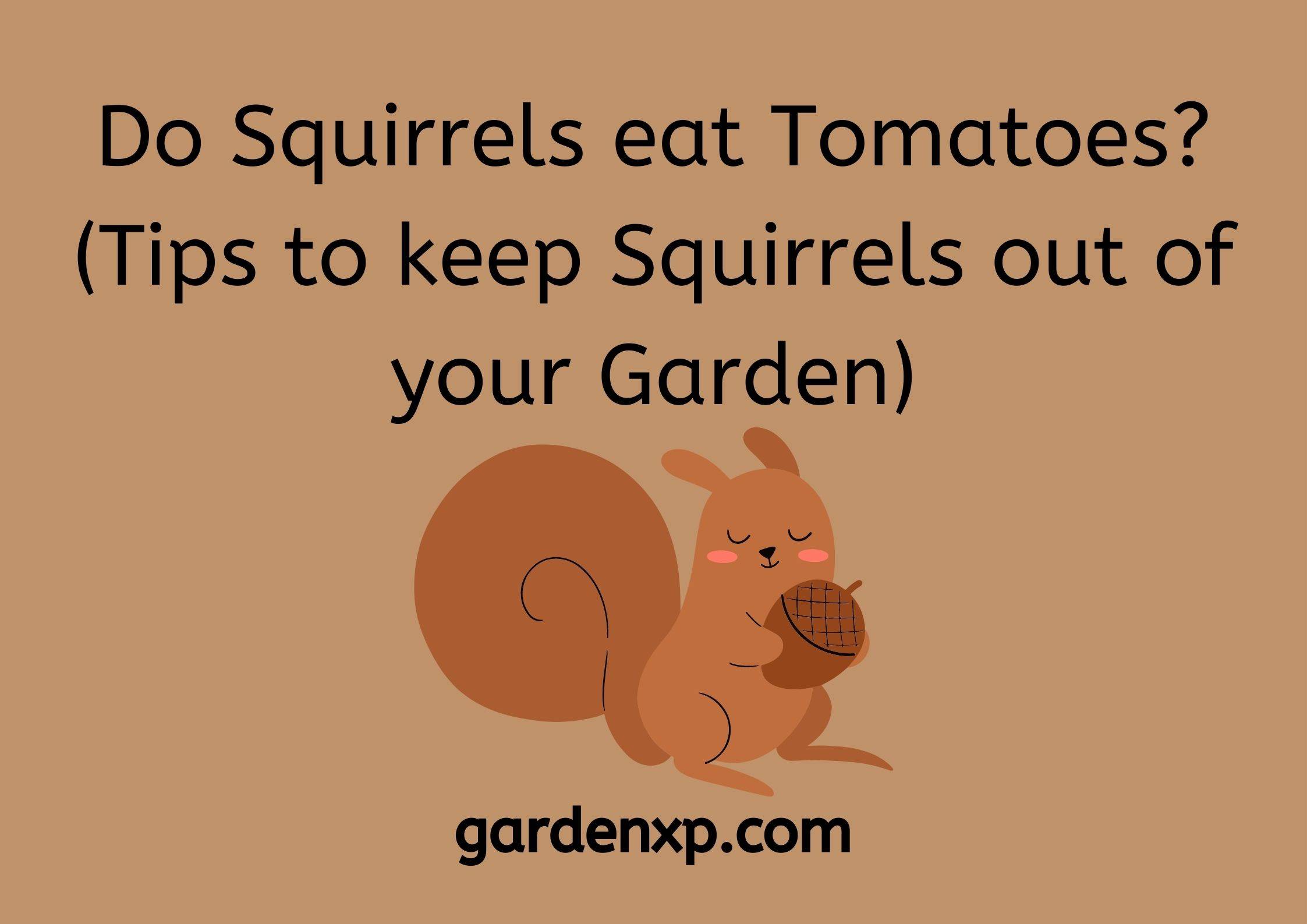 Do Squirrels eat Tomatoes (Tips to keep Squirrels out of your Garden)