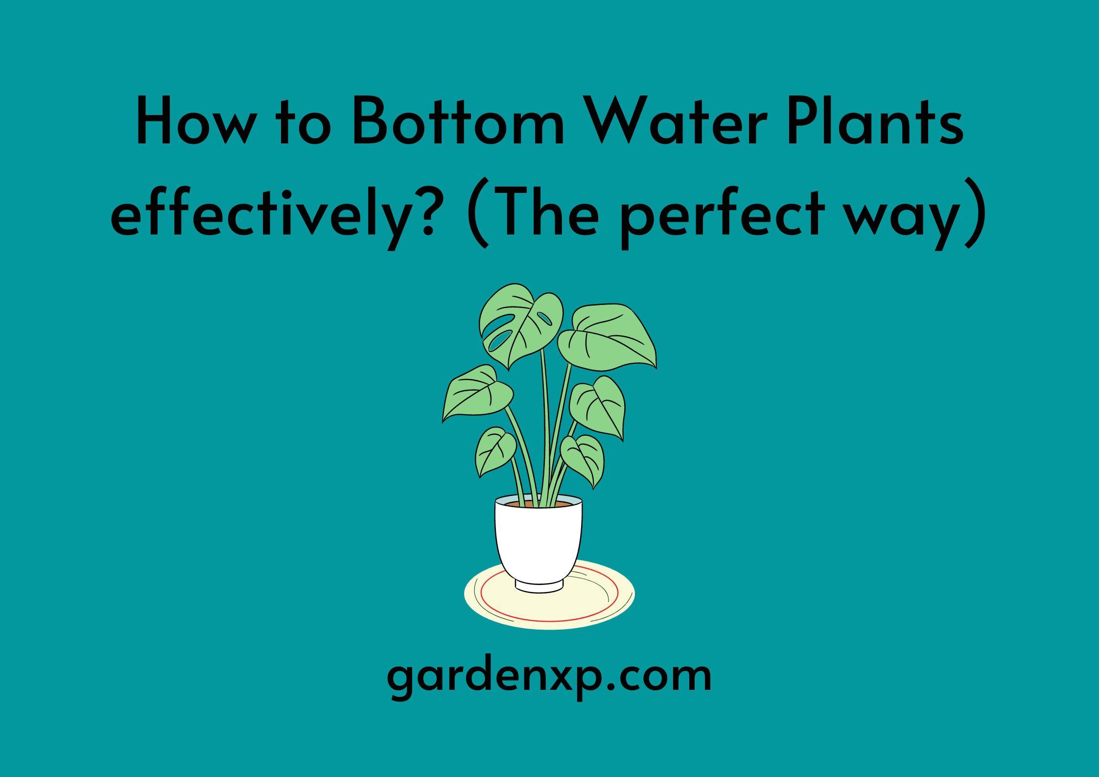 How to Bottom Water Plants effectively? (The perfect way)