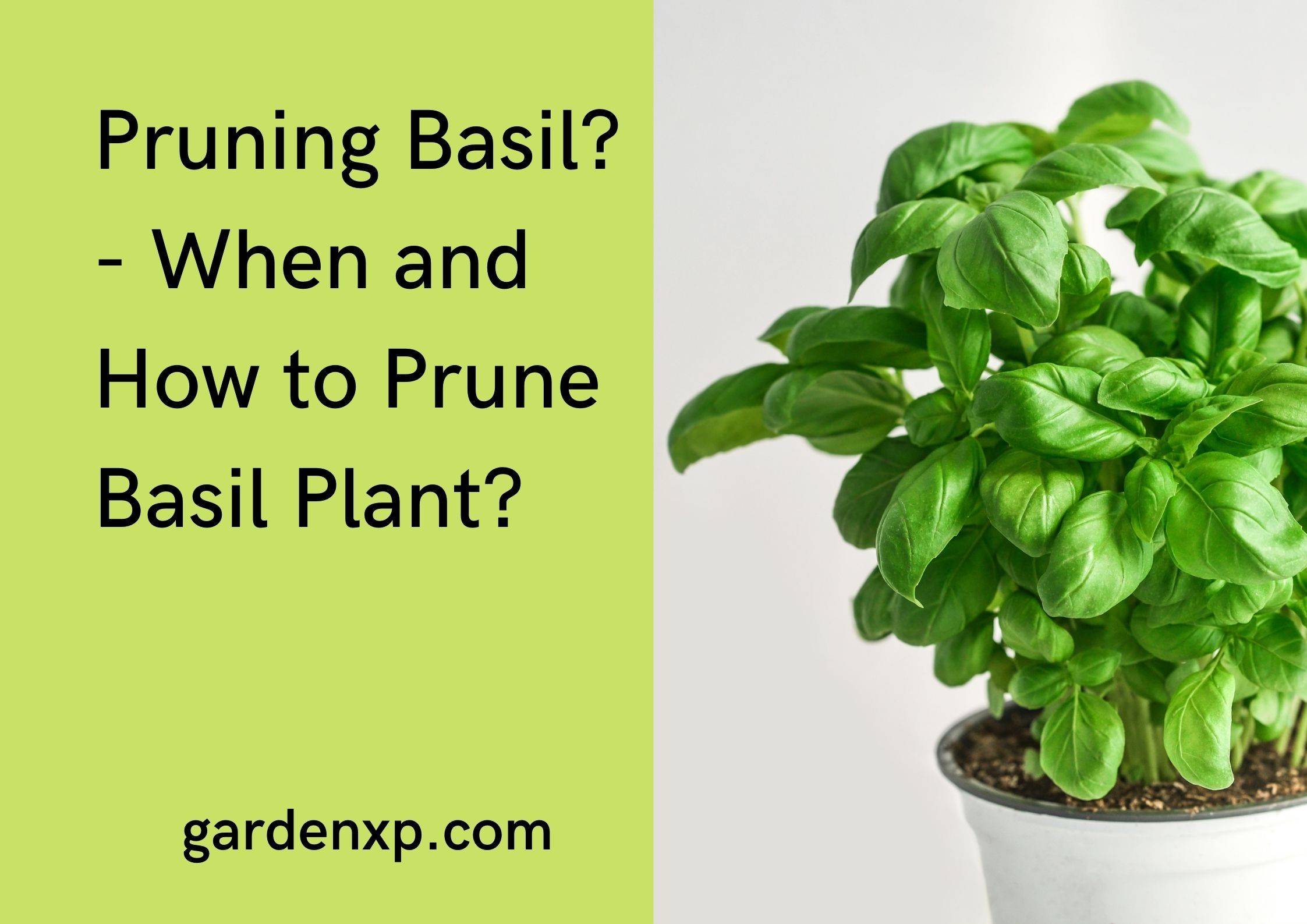 Pruning Basil - When and How to Prune Basil Plant?