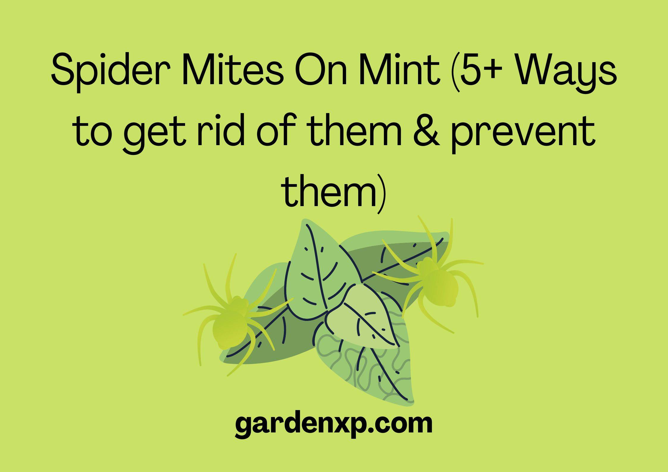 Spider Mites on Mint (5+ Ways to get rid of them & prevent them)