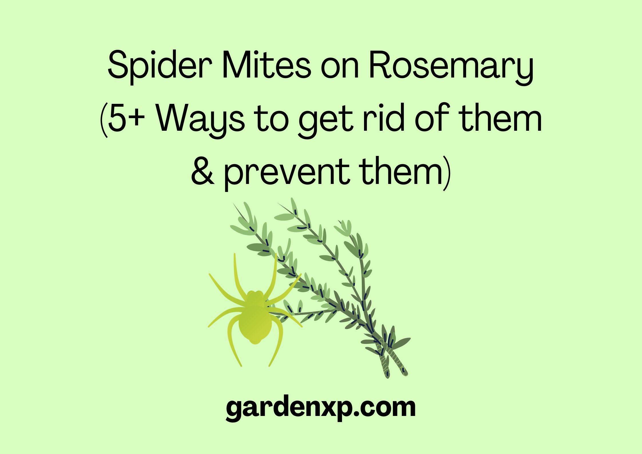 Spider Mites on Rosemary (5+ Ways to get rid of them & prevent them)