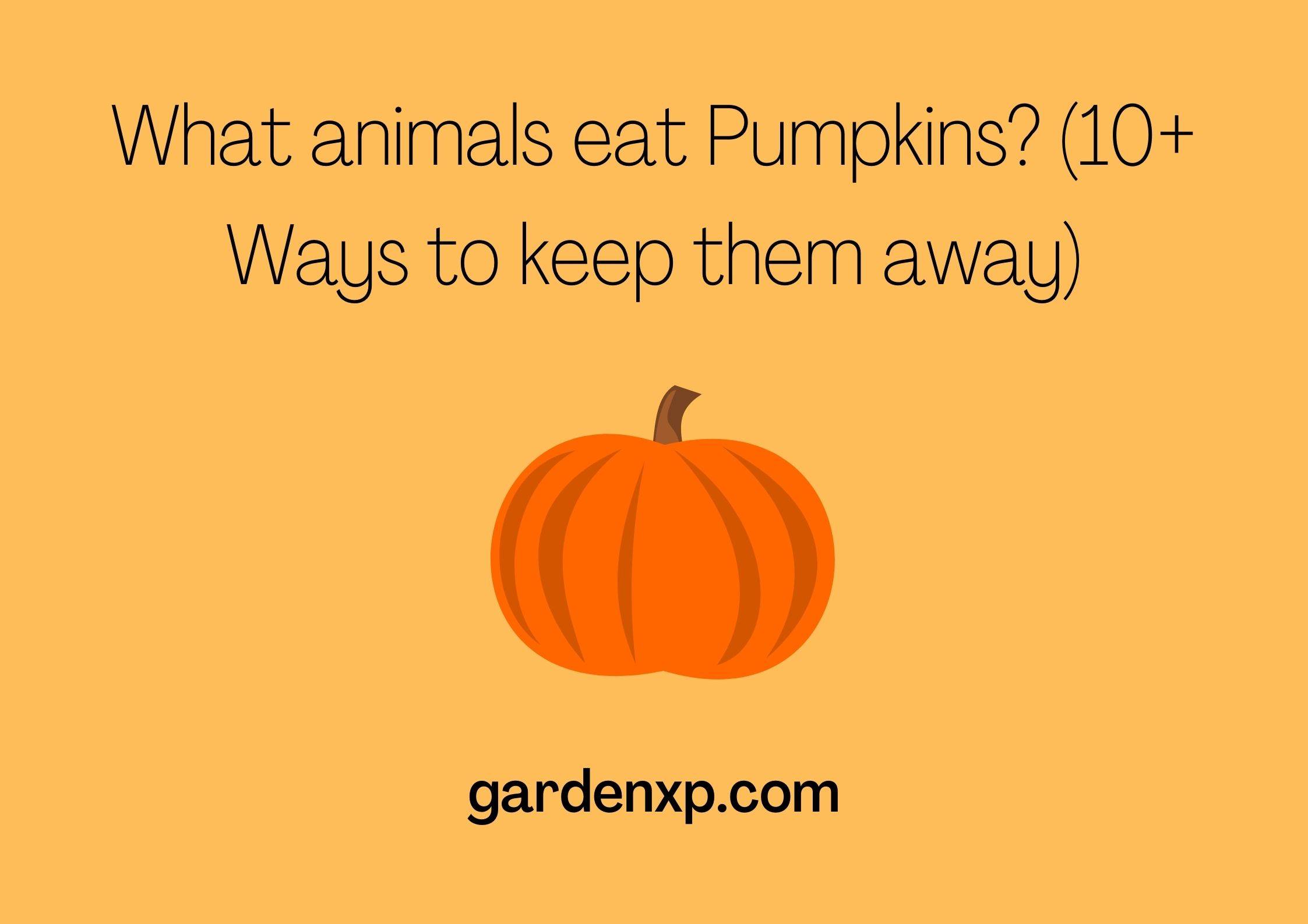 What animals eat Pumpkins? (10+ Ways to keep them away)