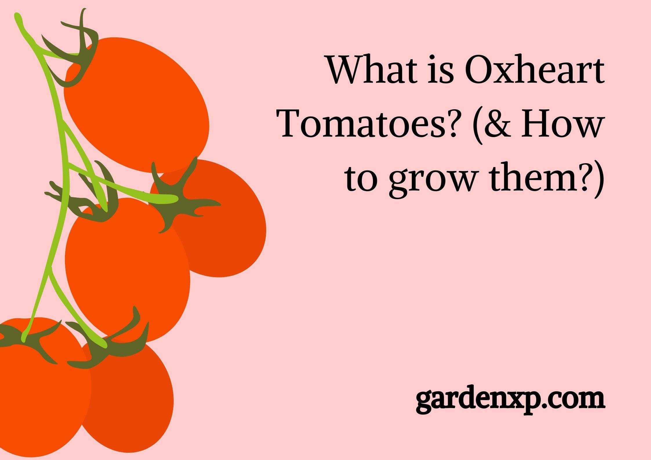 What is Oxheart Tomatoes? (& How to grow them?)