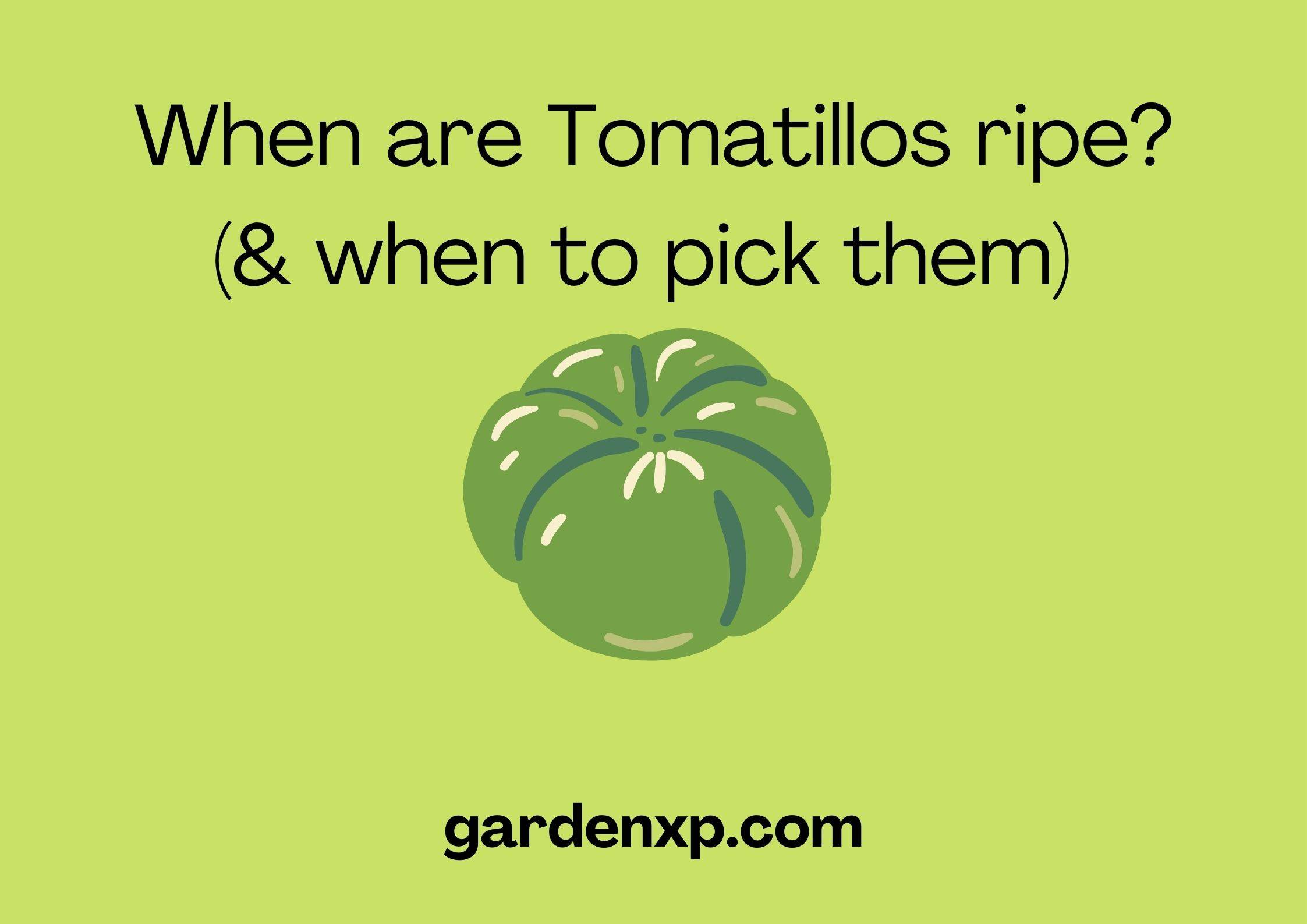 When are Tomatillos ripe? (& when to pick them) 