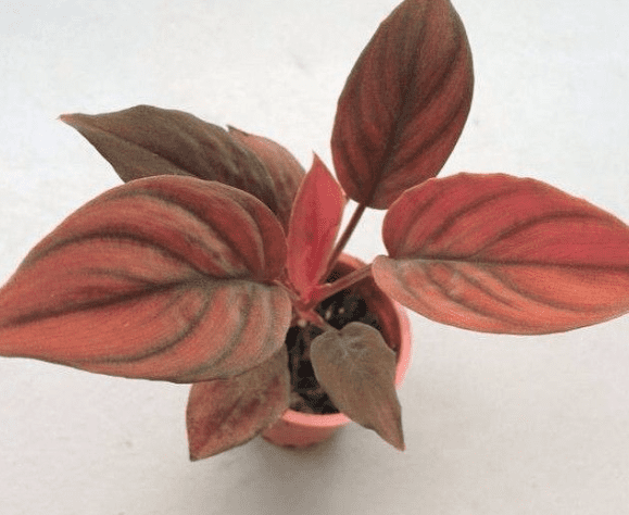 homalomena Houseplants, Homalomena Red