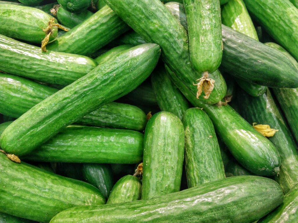 how to hand pollinate cucumbers