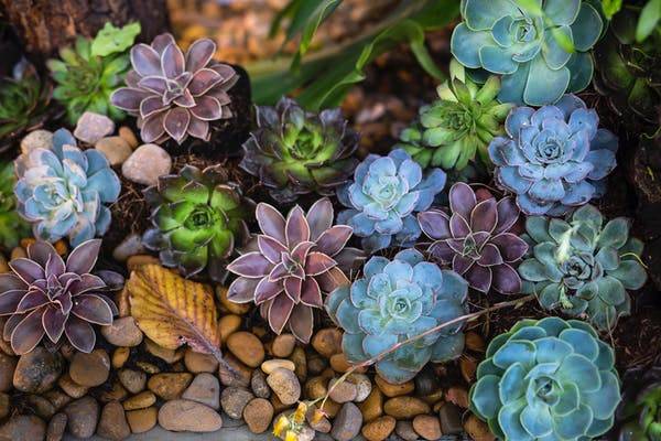 how to plant succulent cuttings