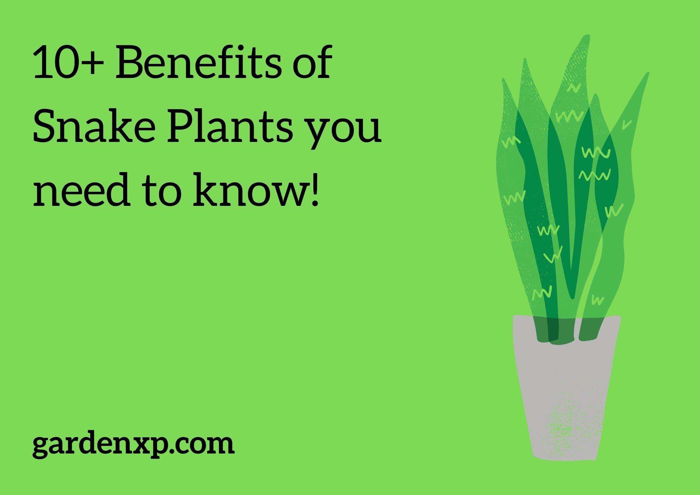 10+ Benefits of Snake Plants you need to know!