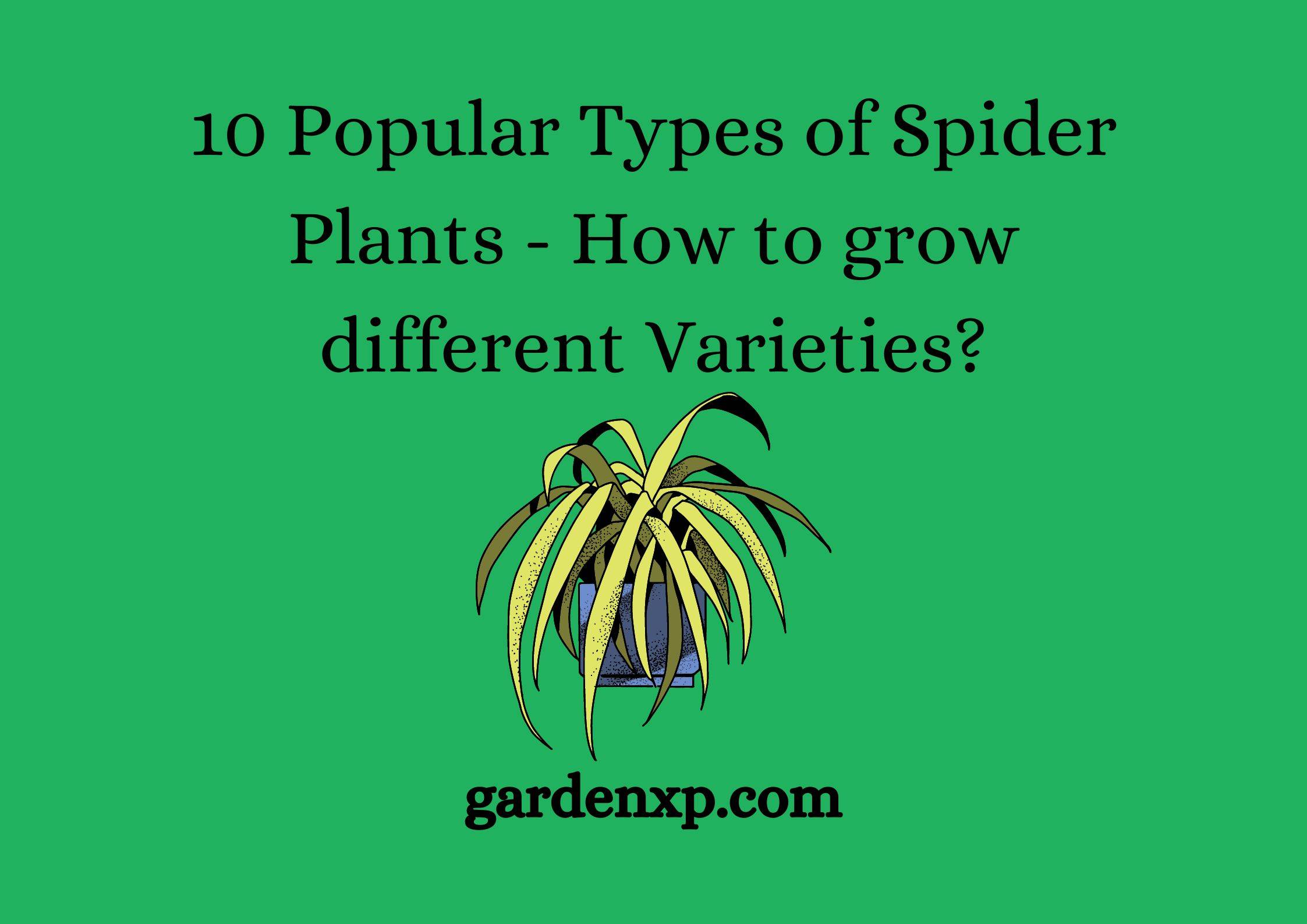 10 Popular Types of Spider Plants - How to grow different Varieties?