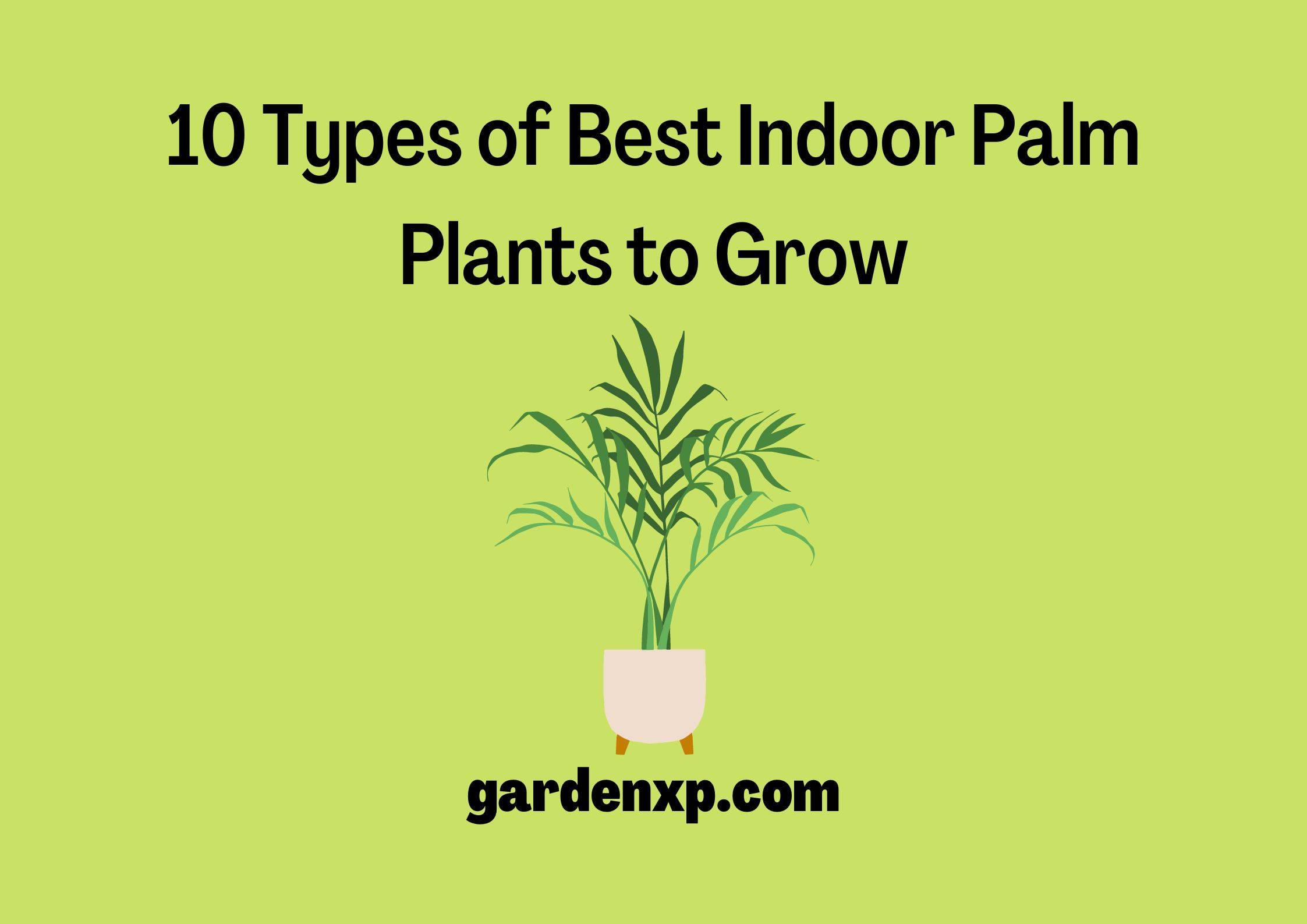 10 Types of Best Indoor Palm Plants to Grow