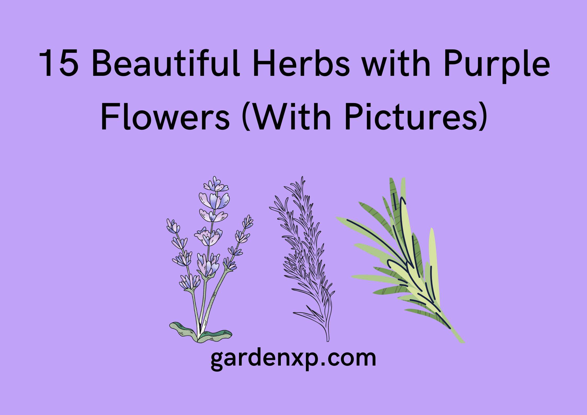 15 Beautiful Herbs with Purple Flowers (With Pictures)