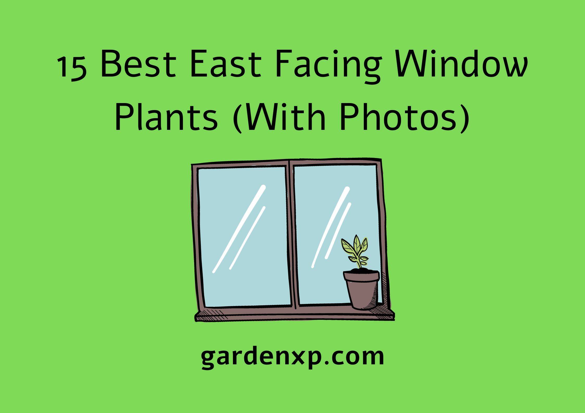 15 Best East Facing Window Plants (With Photos)