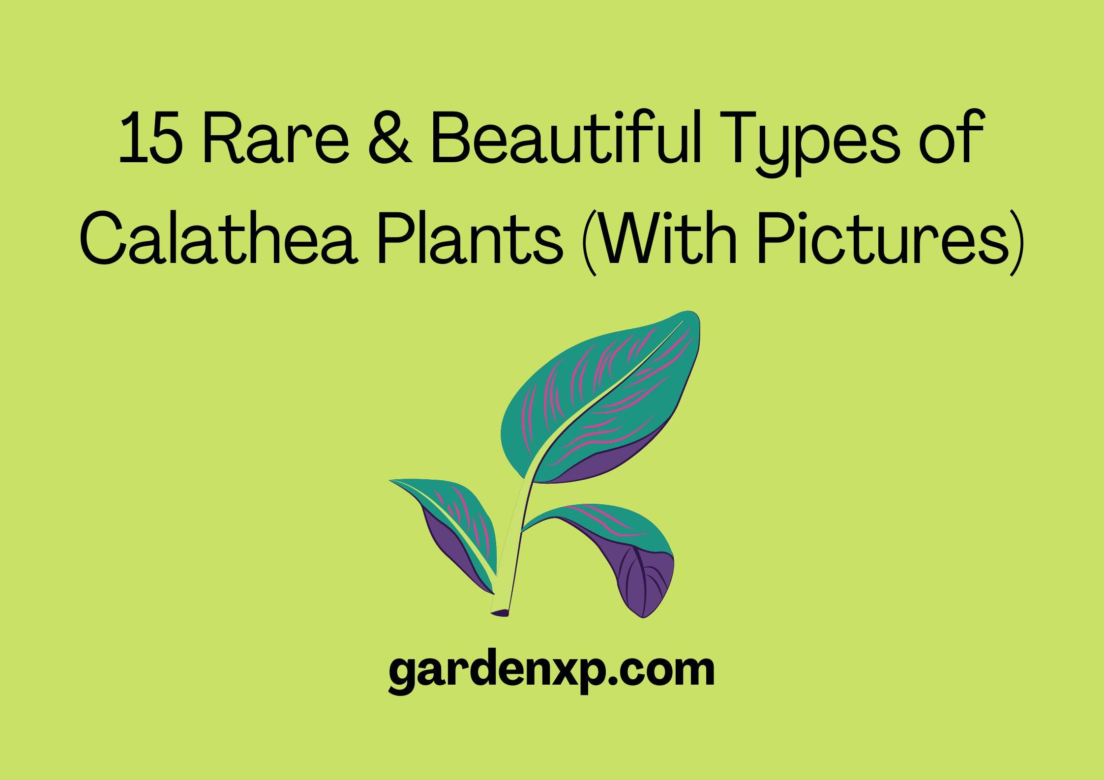15 Rare & Beautiful Types of Calathea Plants (With Pictures)