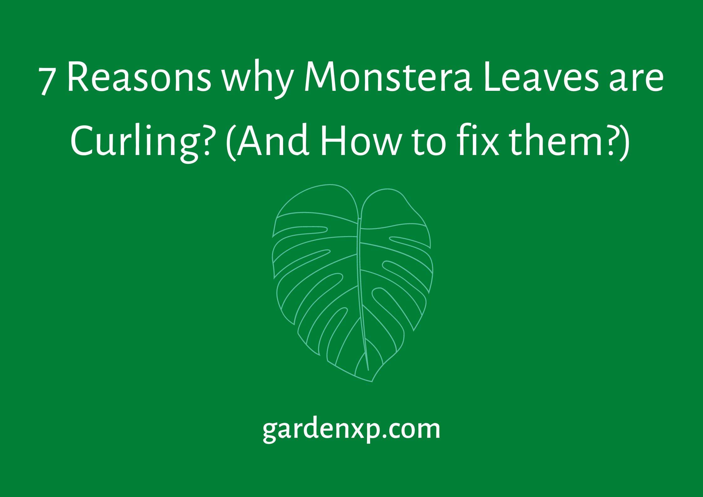 7 Reasons why Monstera Leaves are Curling? (And How to fix them?)