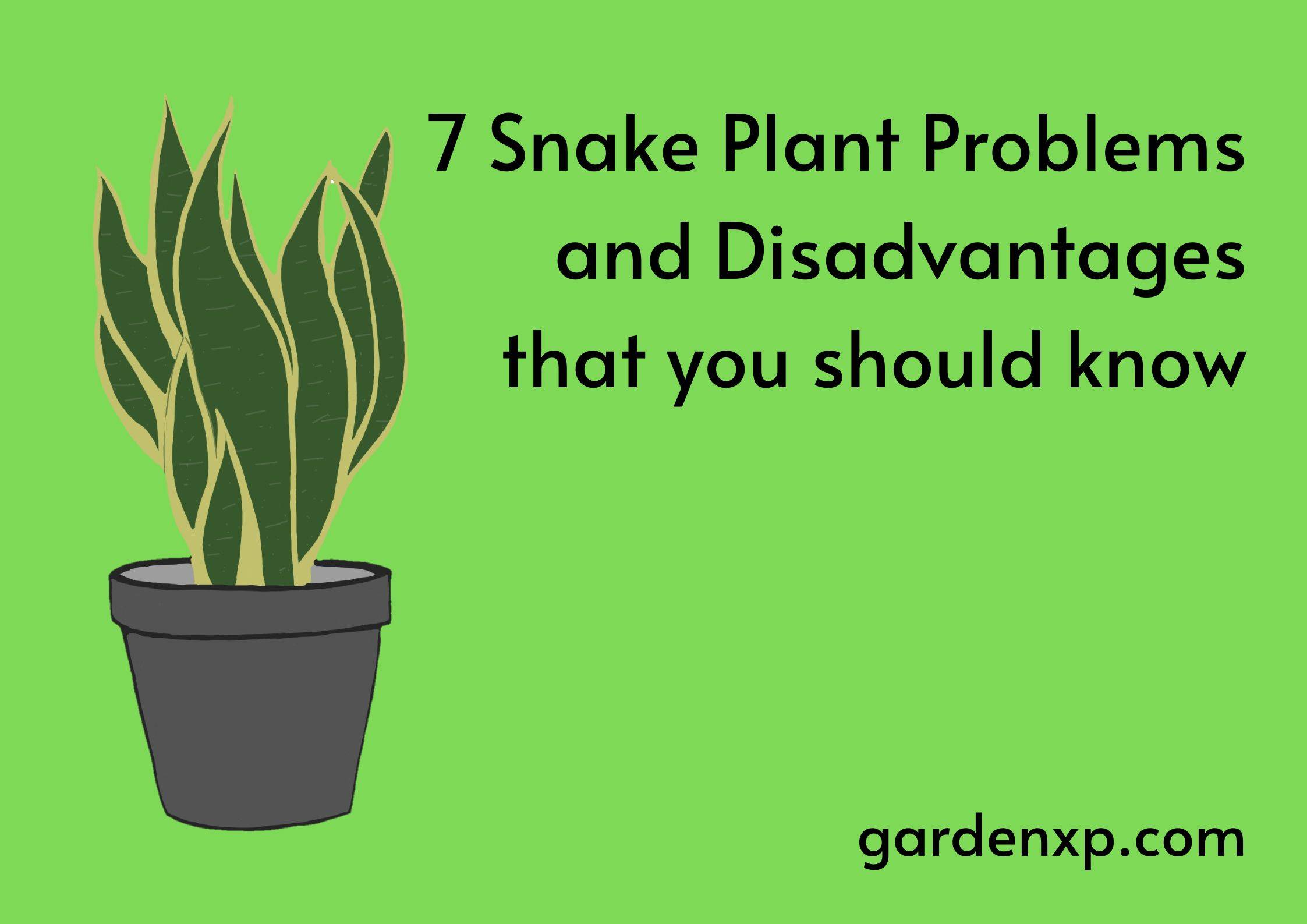 7 Snake Plant Problems and Disadvantages that you should know