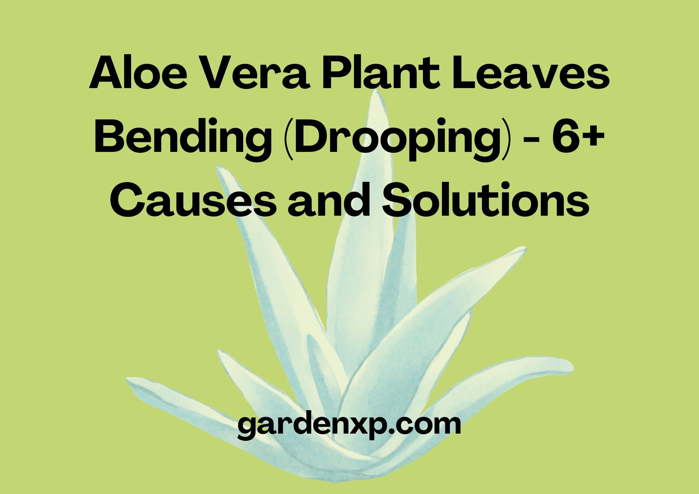 Aloe Vera Plant Leaves Bending (Drooping) - 6+ Causes and Solutions
