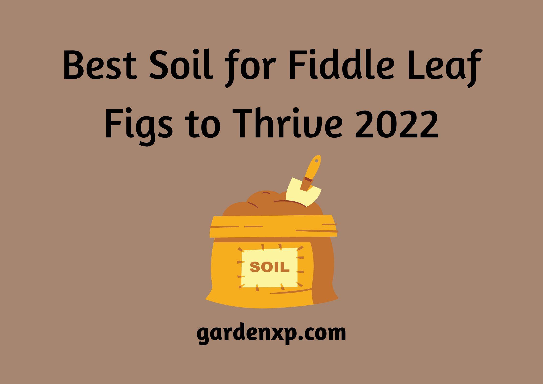 Best Soil for Fiddle Leaf Figs to Thrive 2022