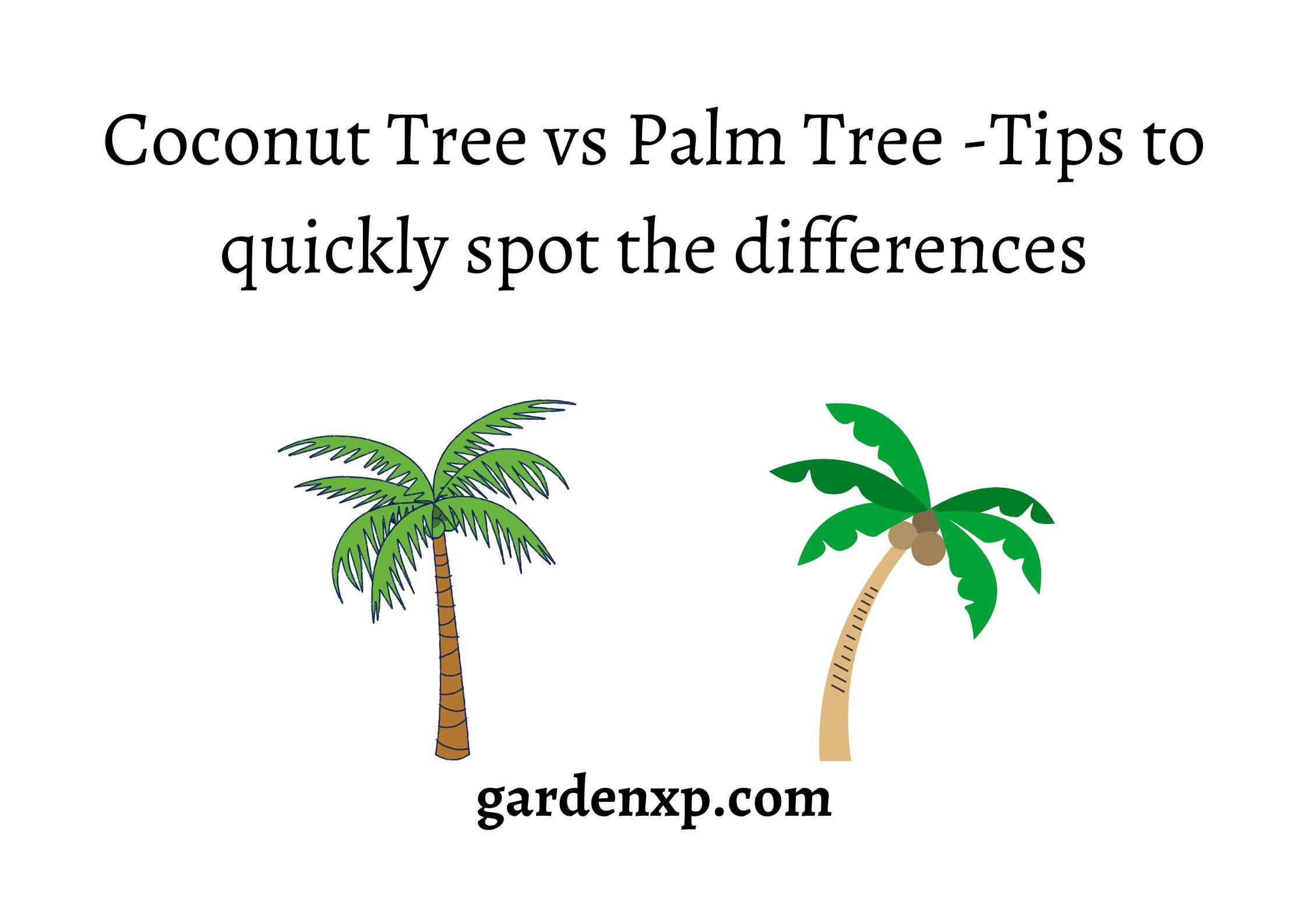 Coconut Tree vs Palm Tree -Tips to quickly spot the differences